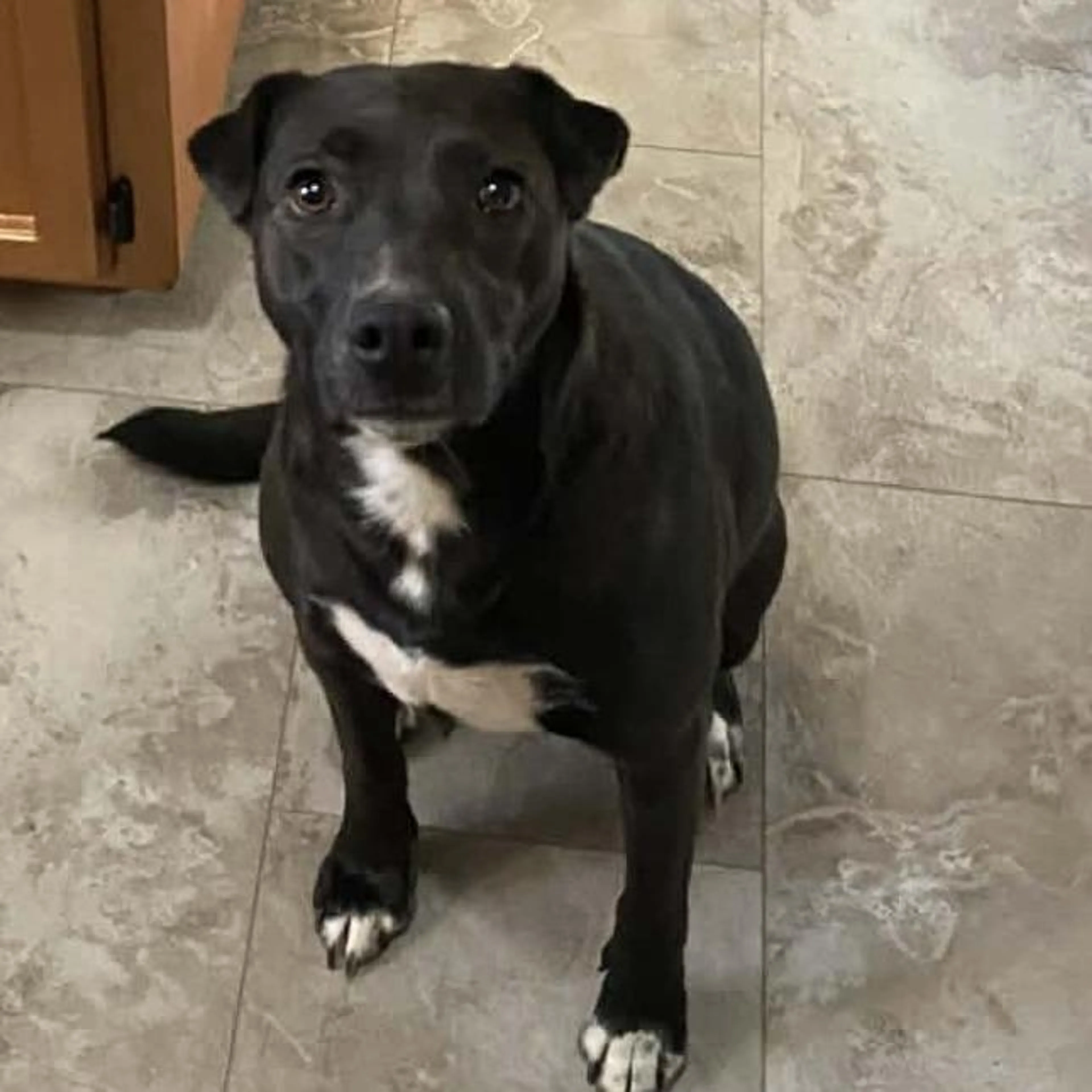 Found pet-5