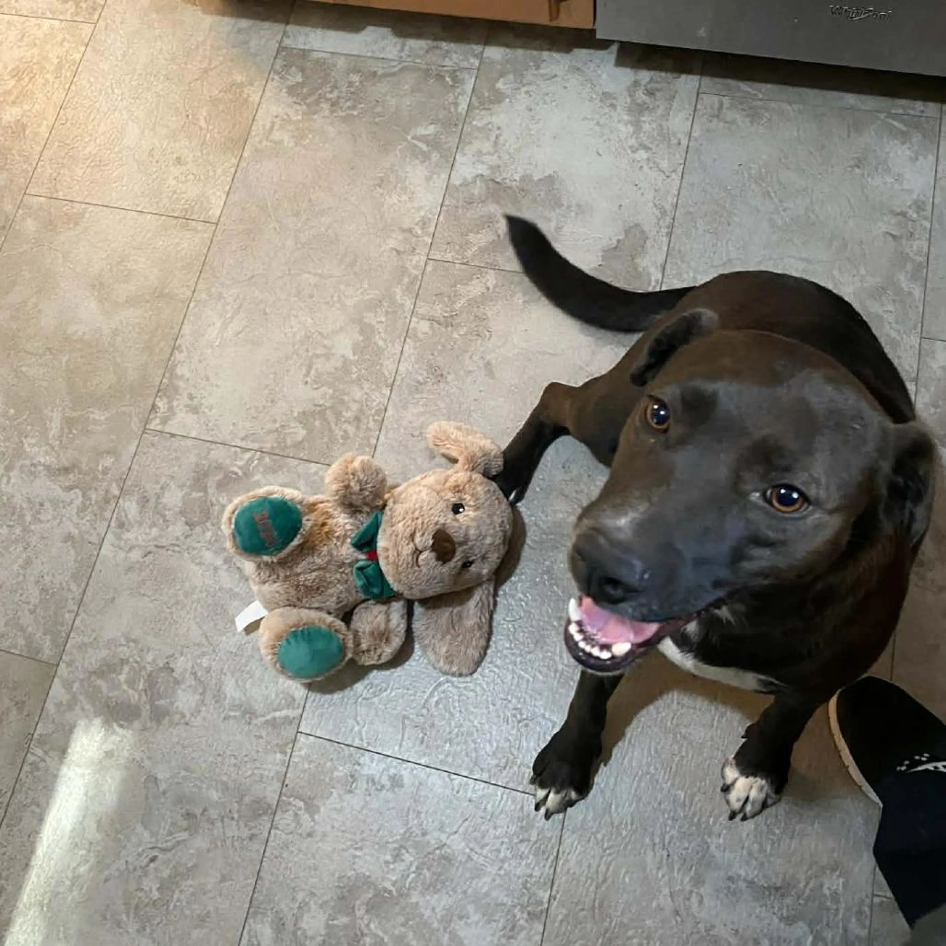 Found pet-2