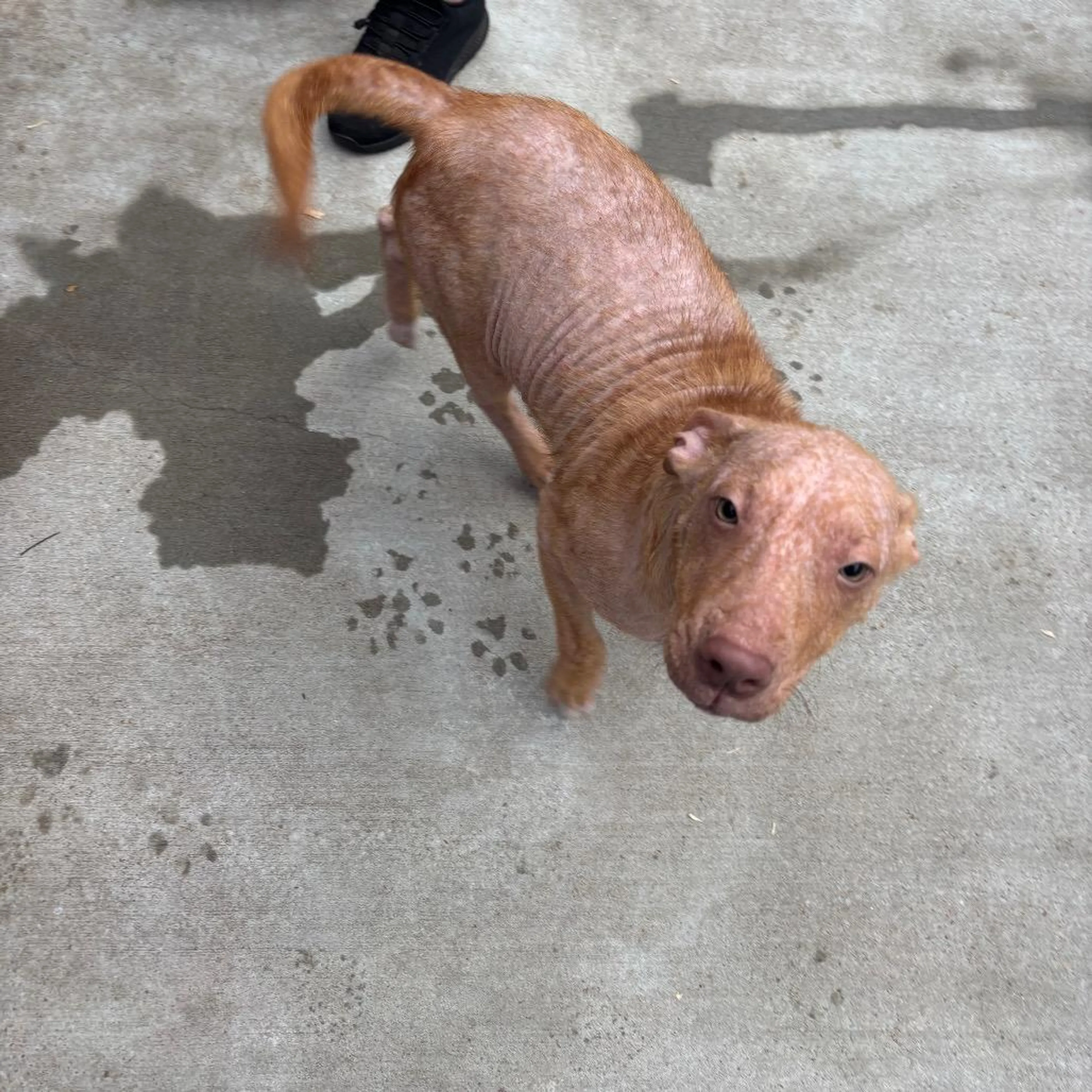 Found pet-1