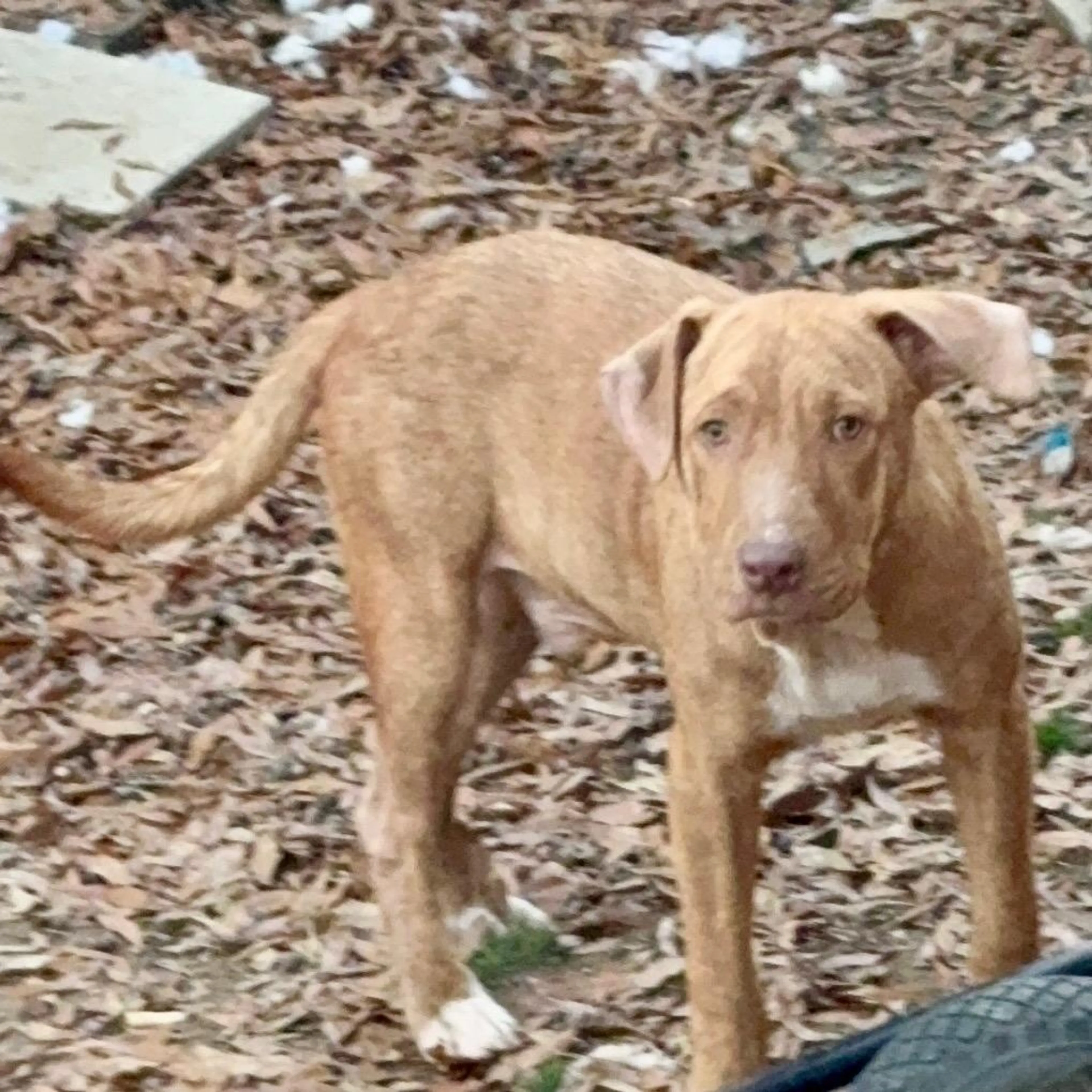 Found pet-3