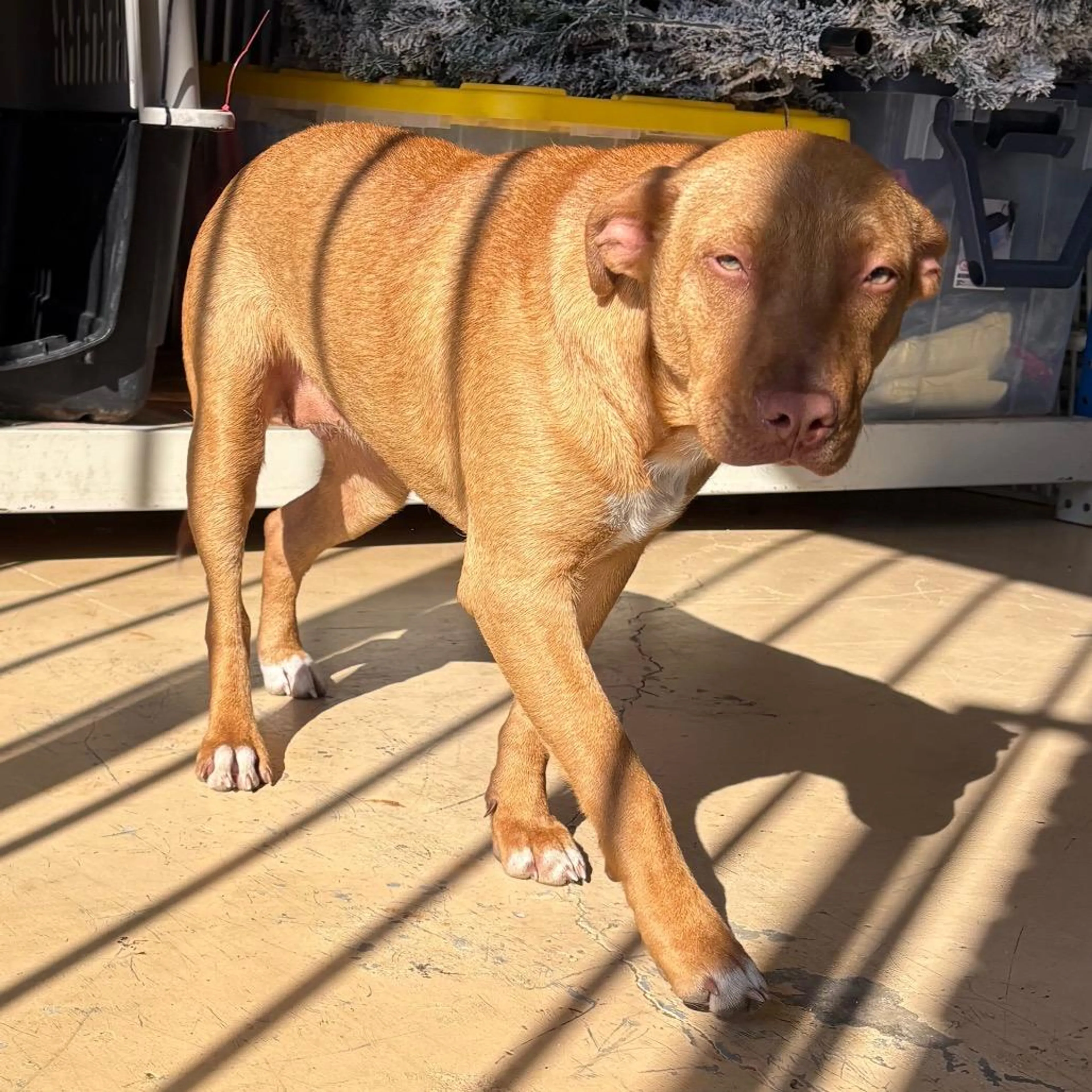 Found pet-5