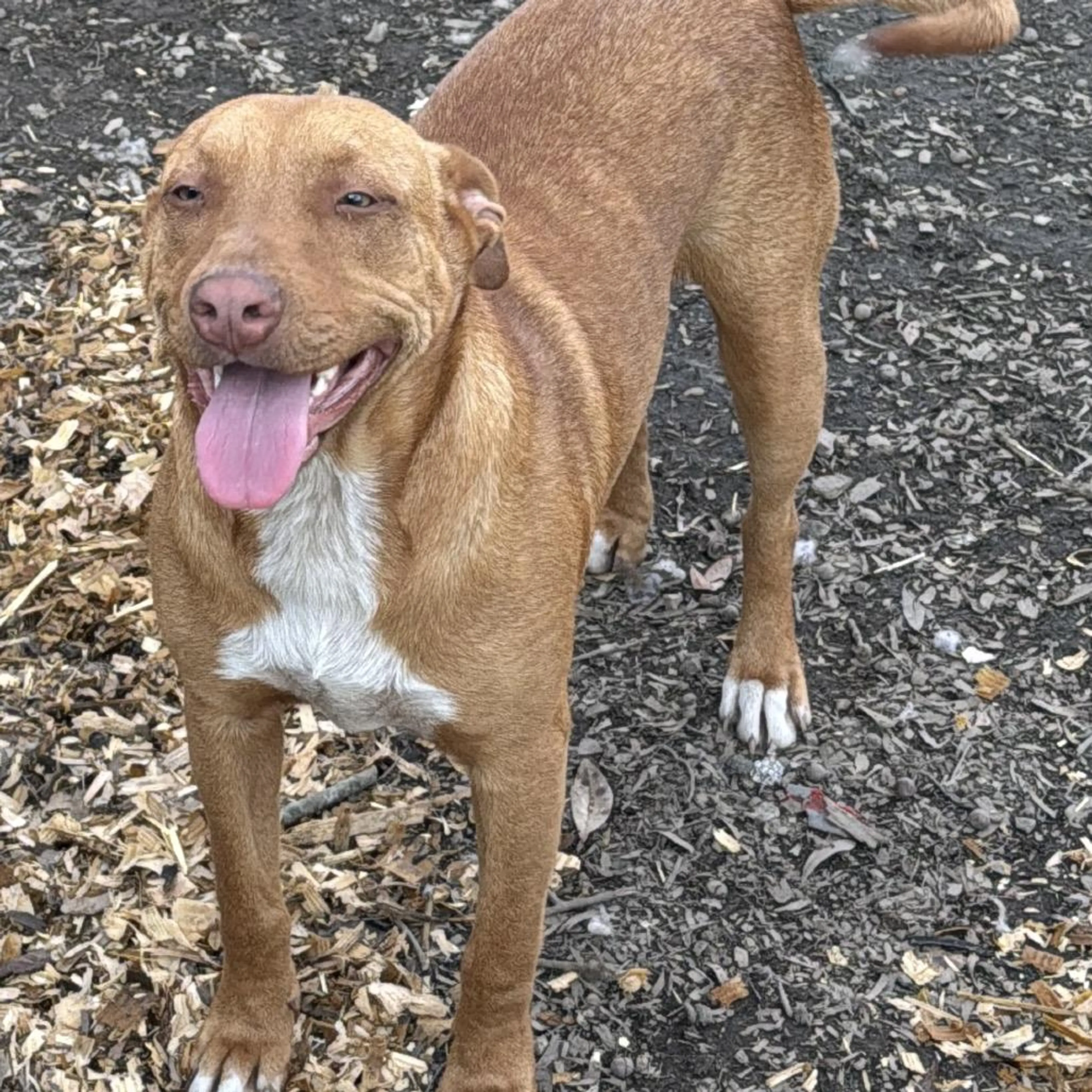 Found pet-4