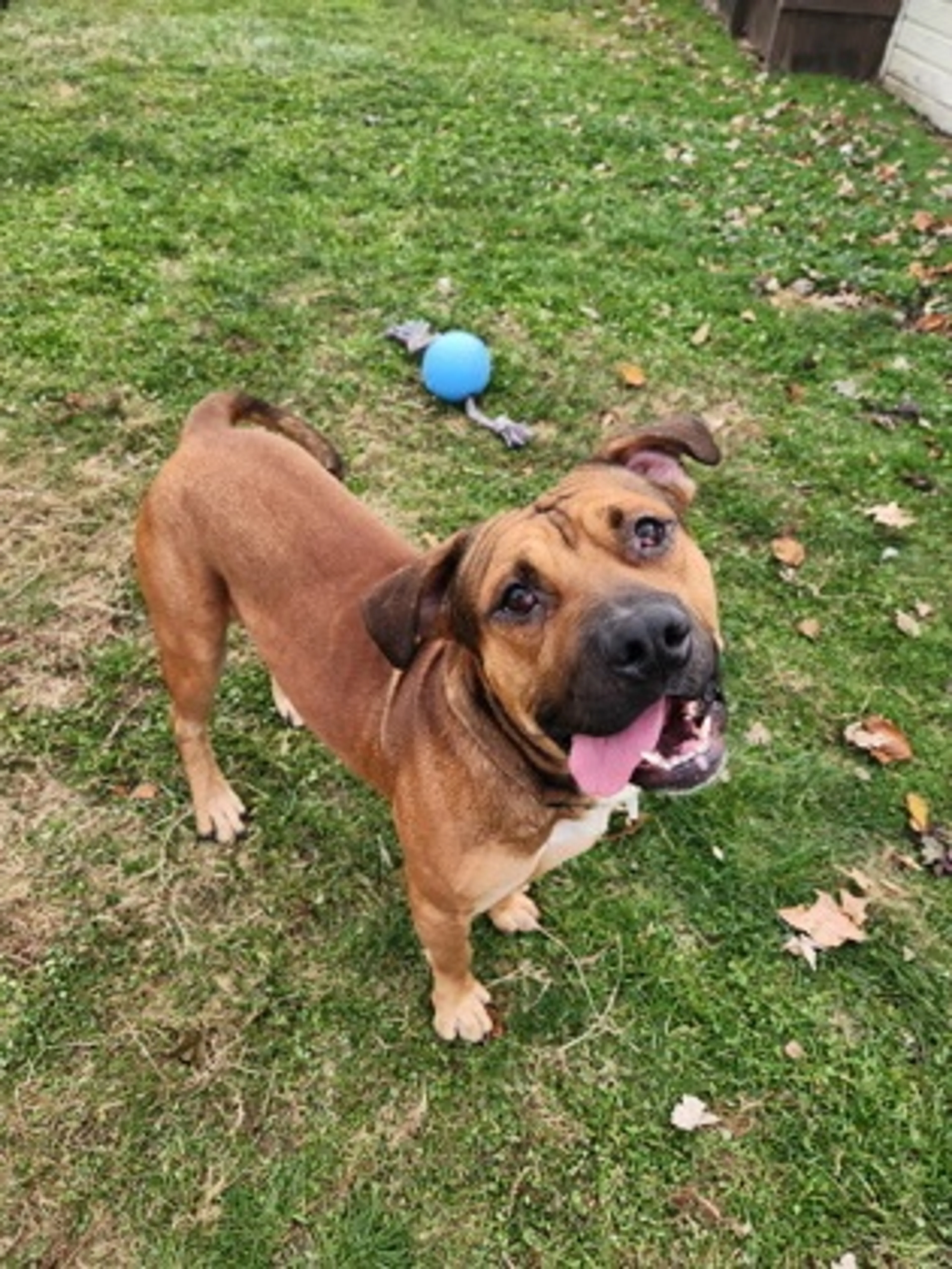 Found pet-1