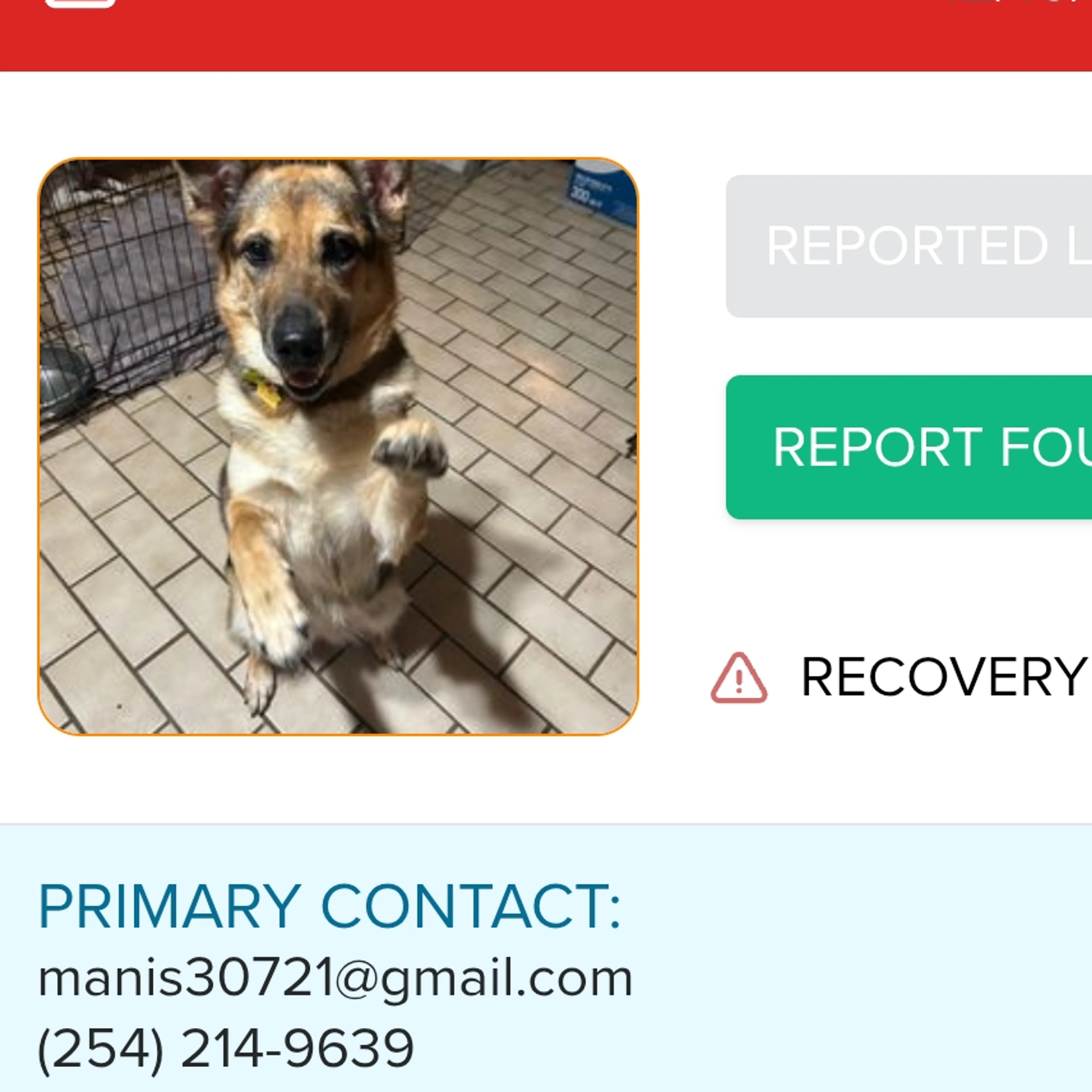 Lost pet-1