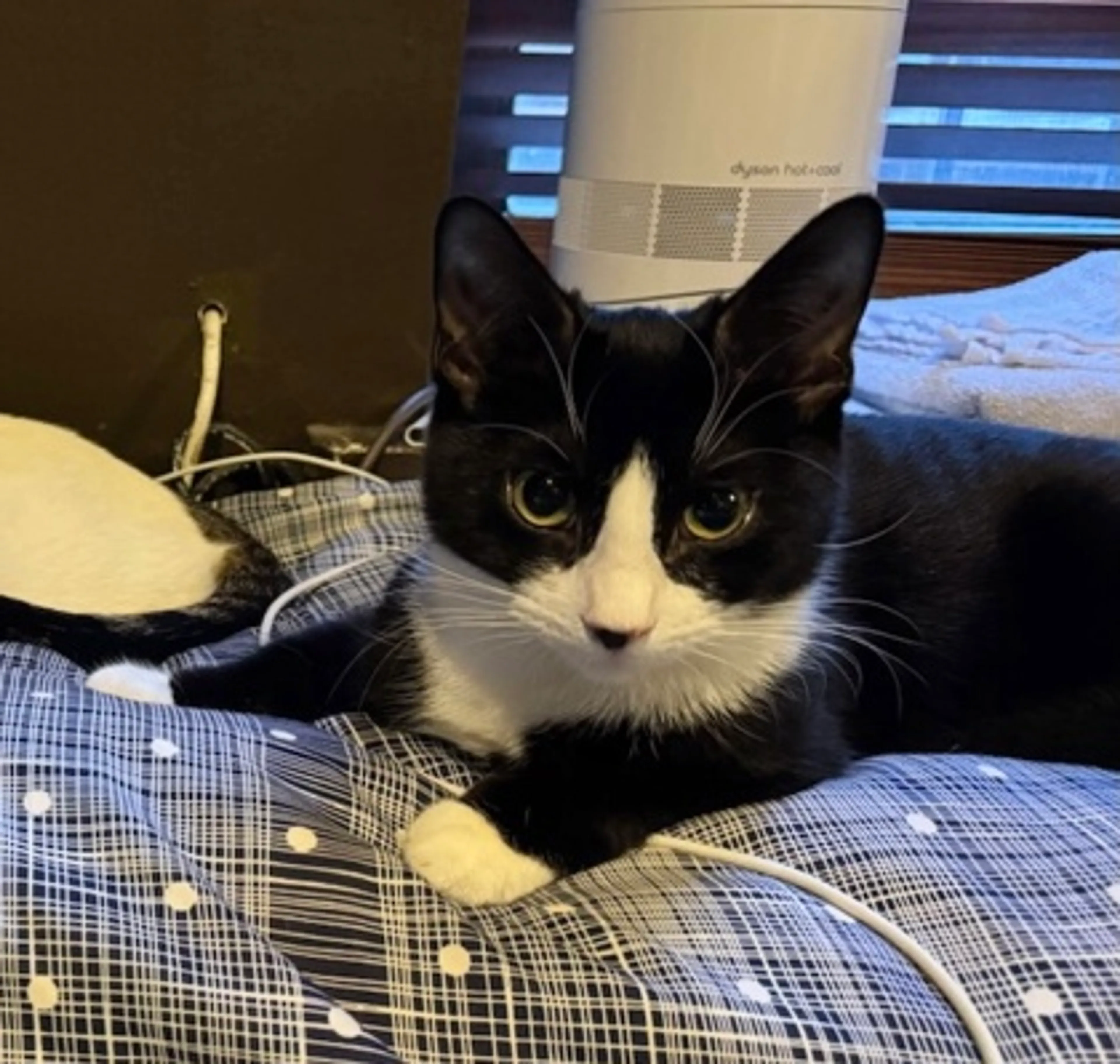 Found pet-1