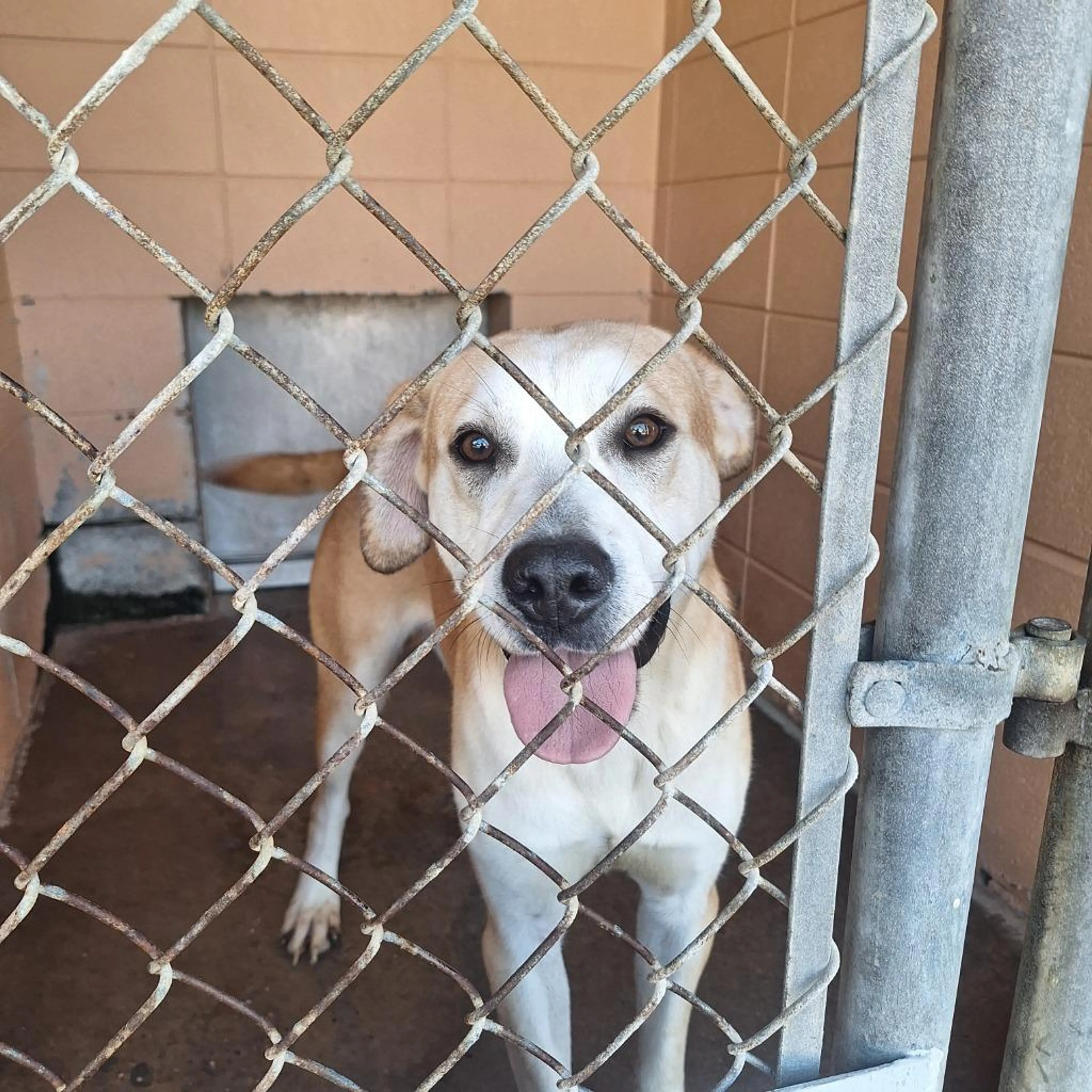 Found pet-1
