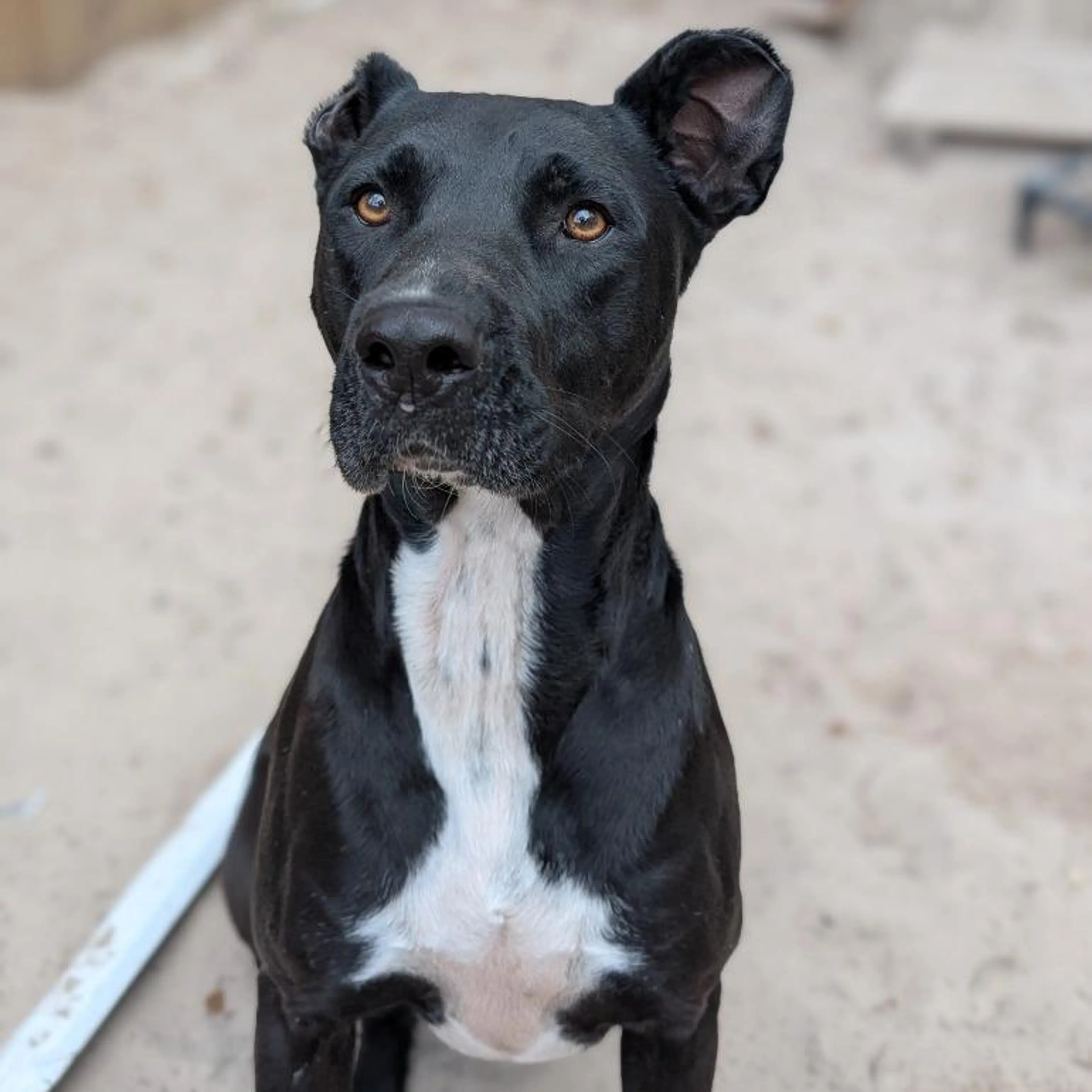 cdn image