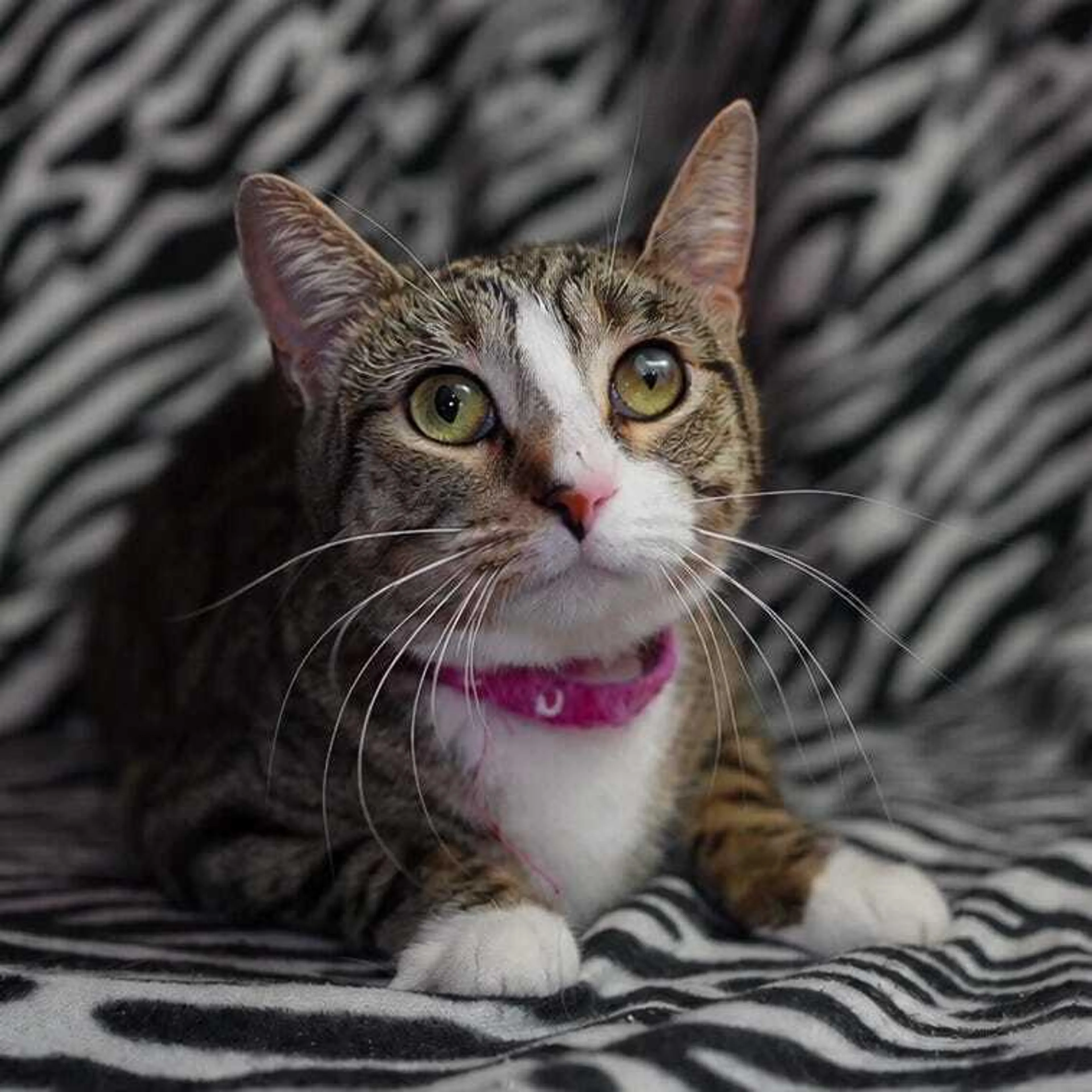 Found pet-3