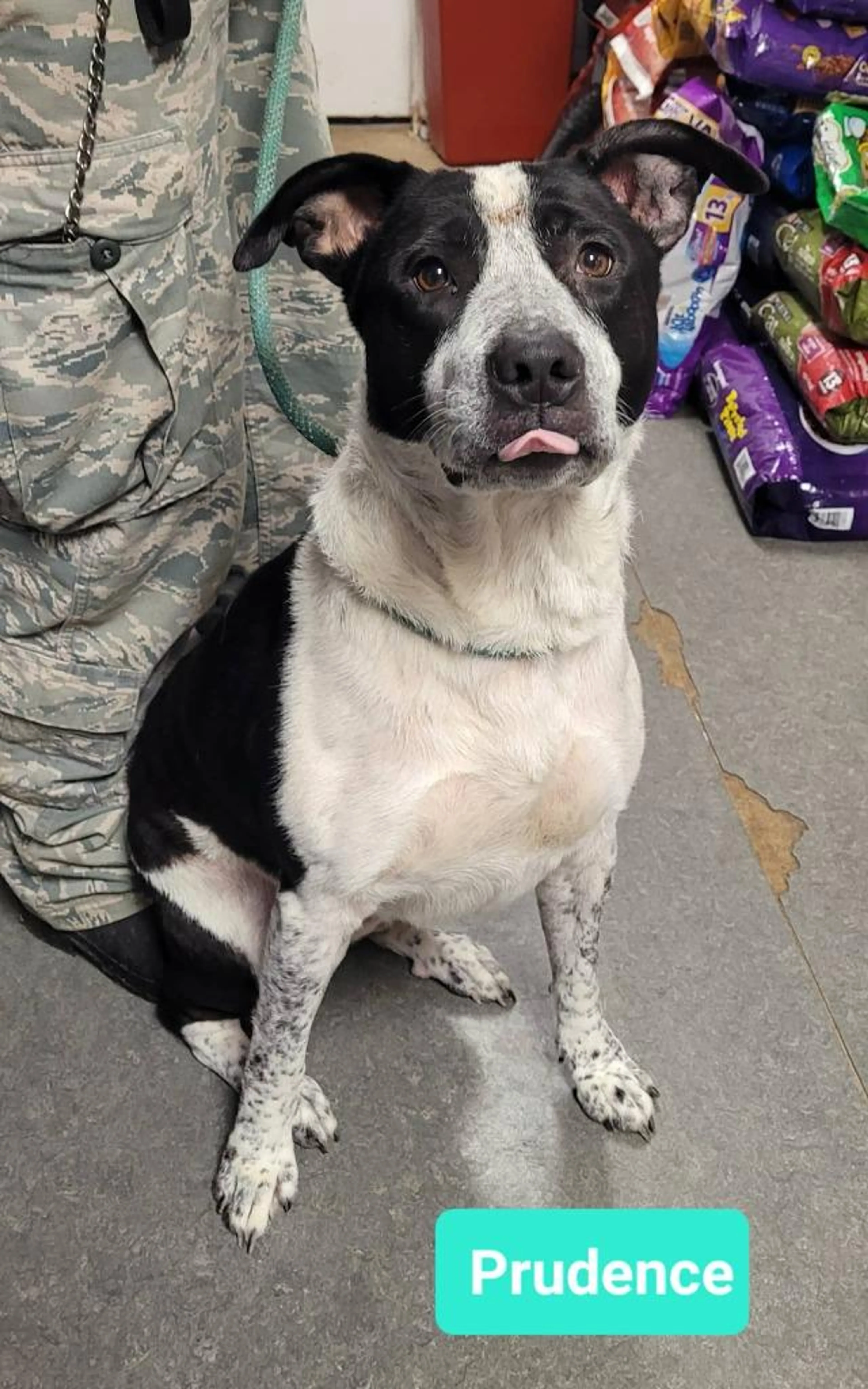 Found pet-1
