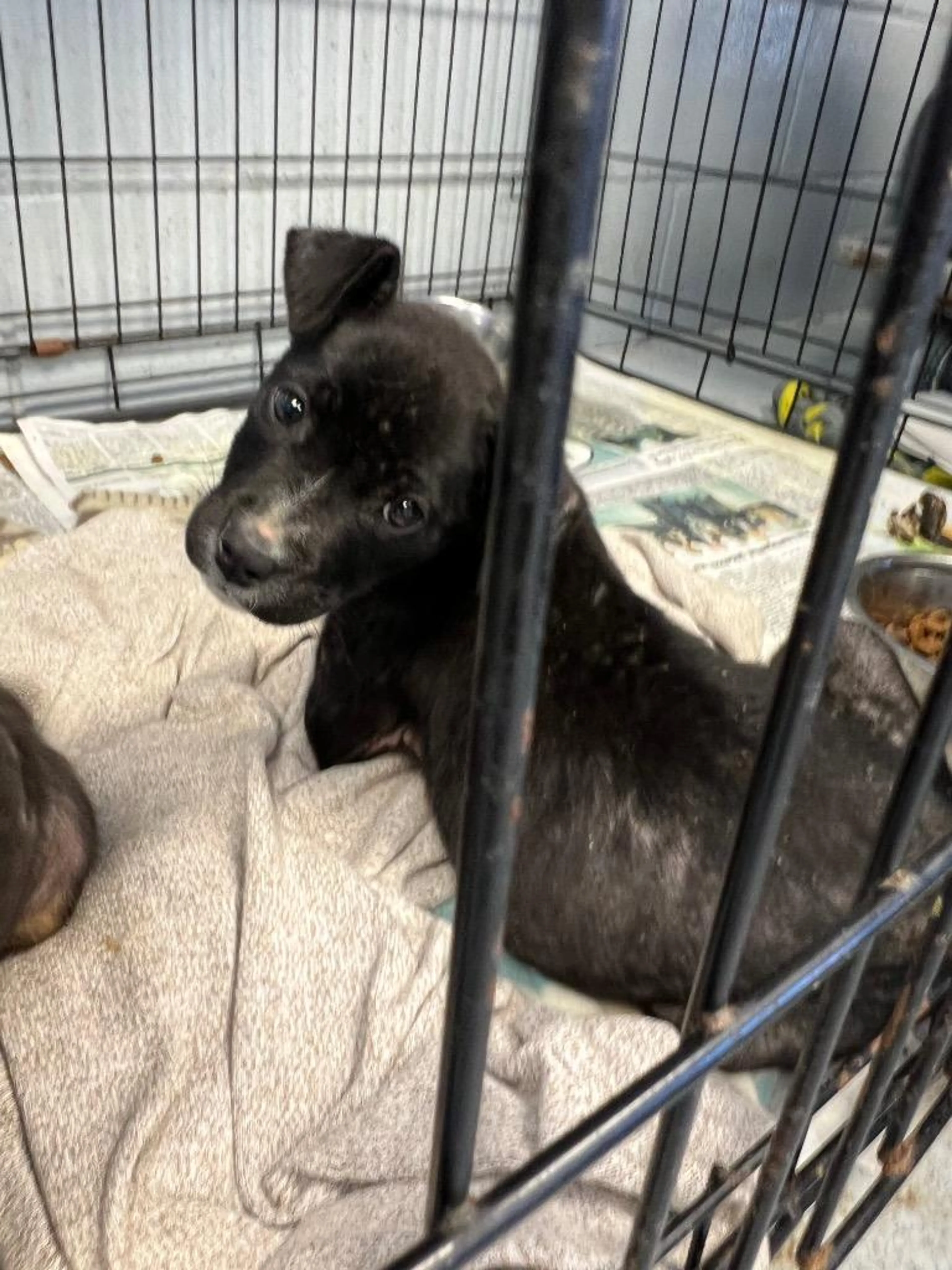 Found pet-1