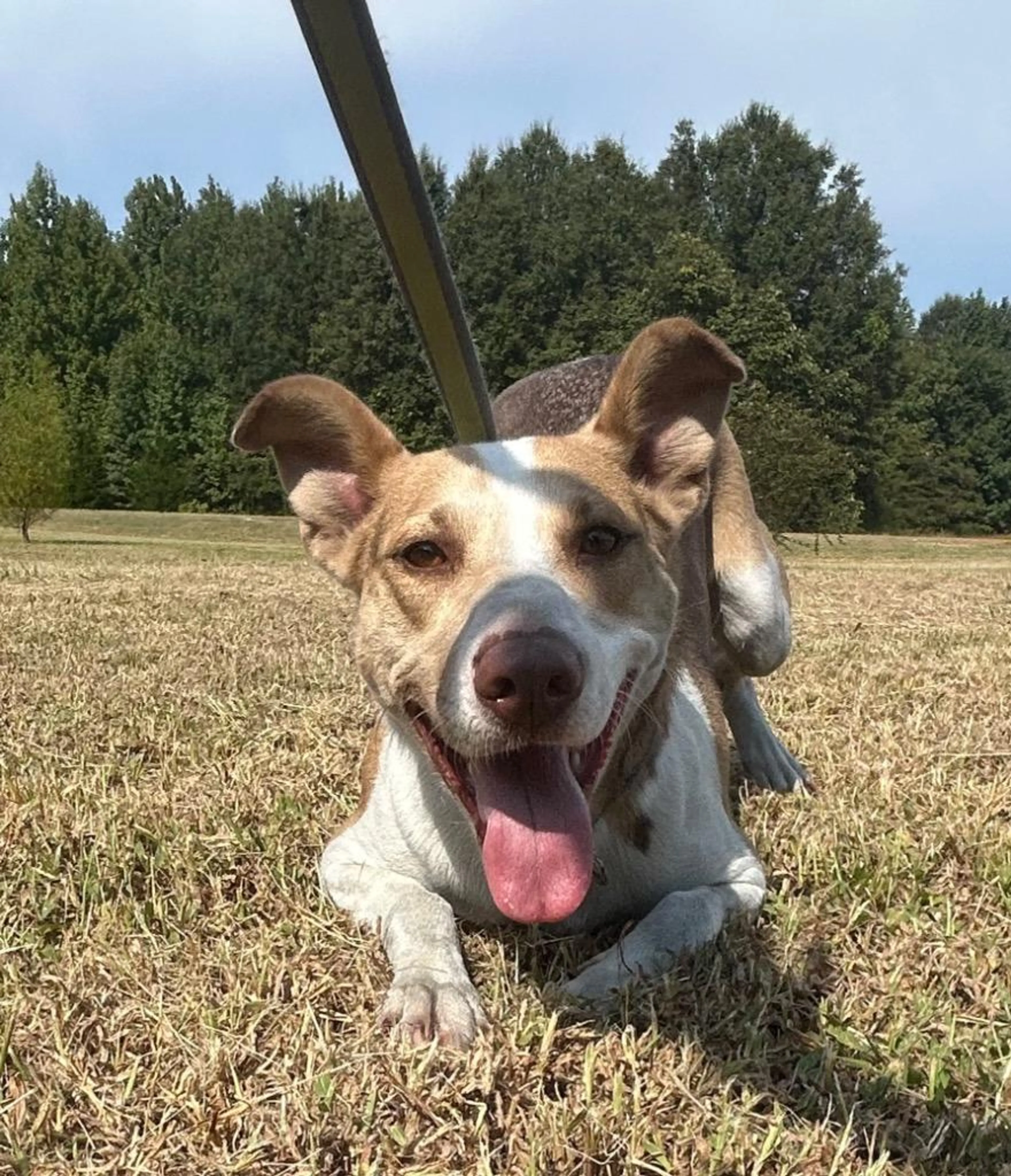 Found pet-1