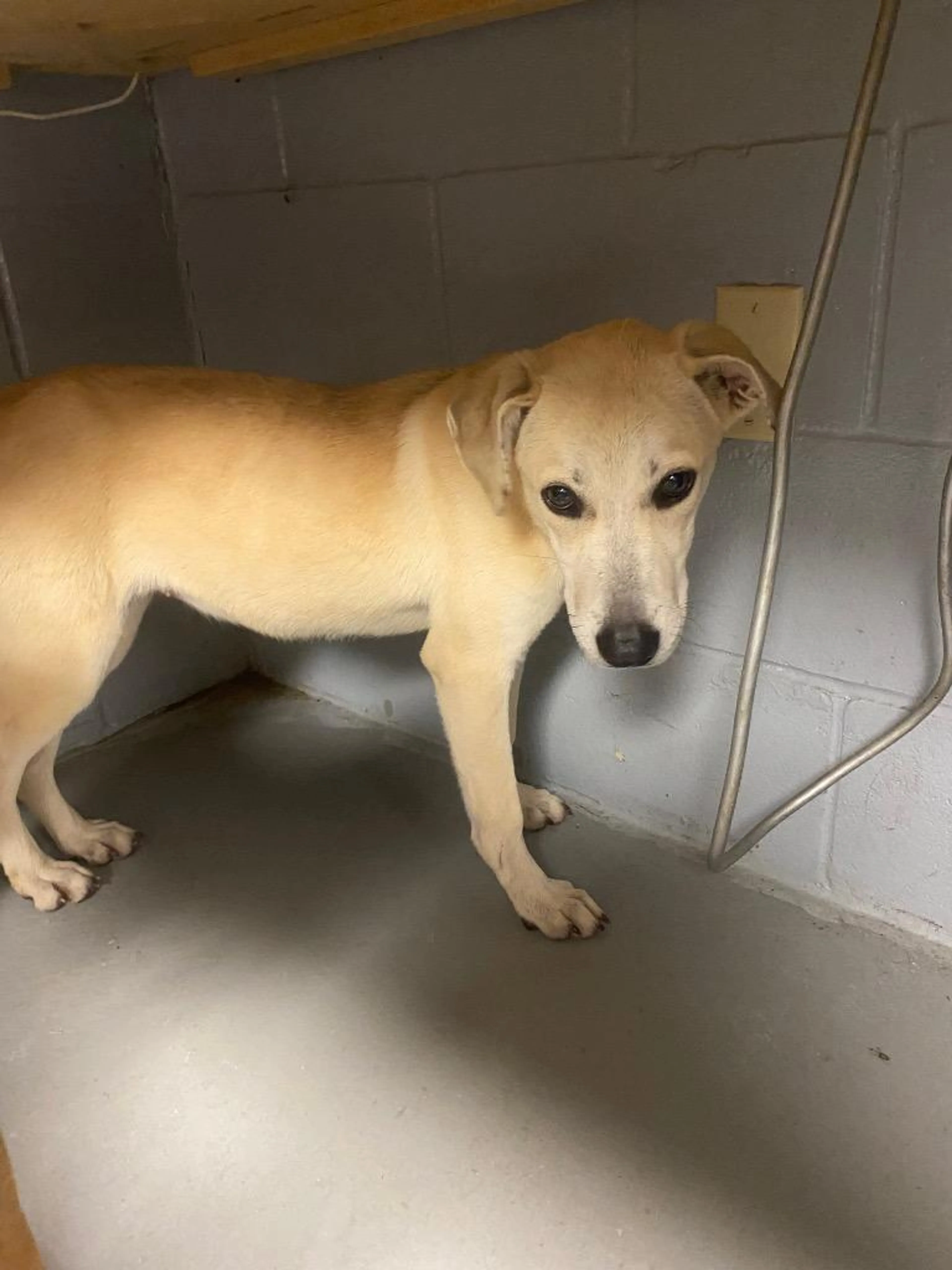 Found pet-1