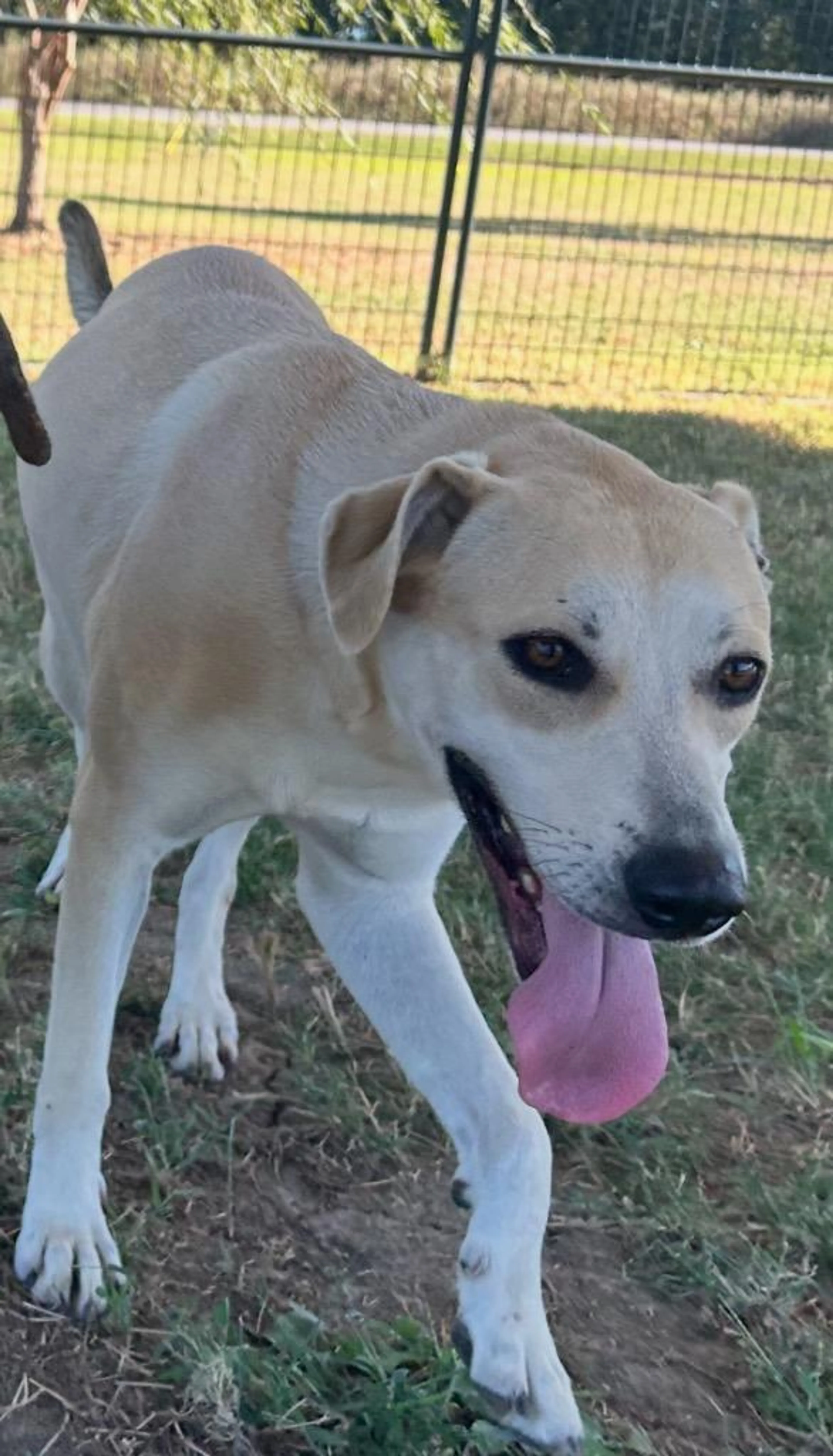 Found pet-2