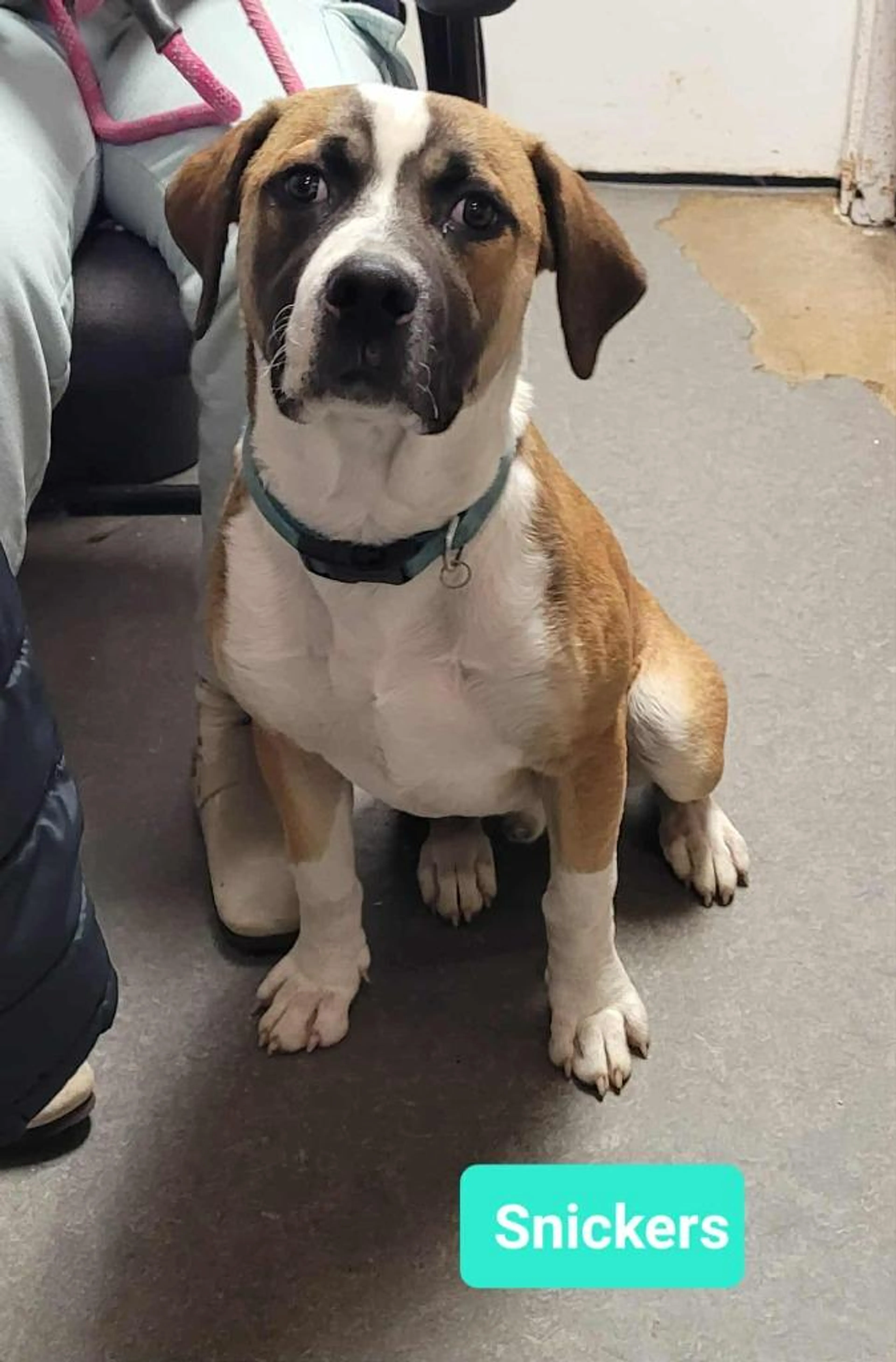 Found pet-3