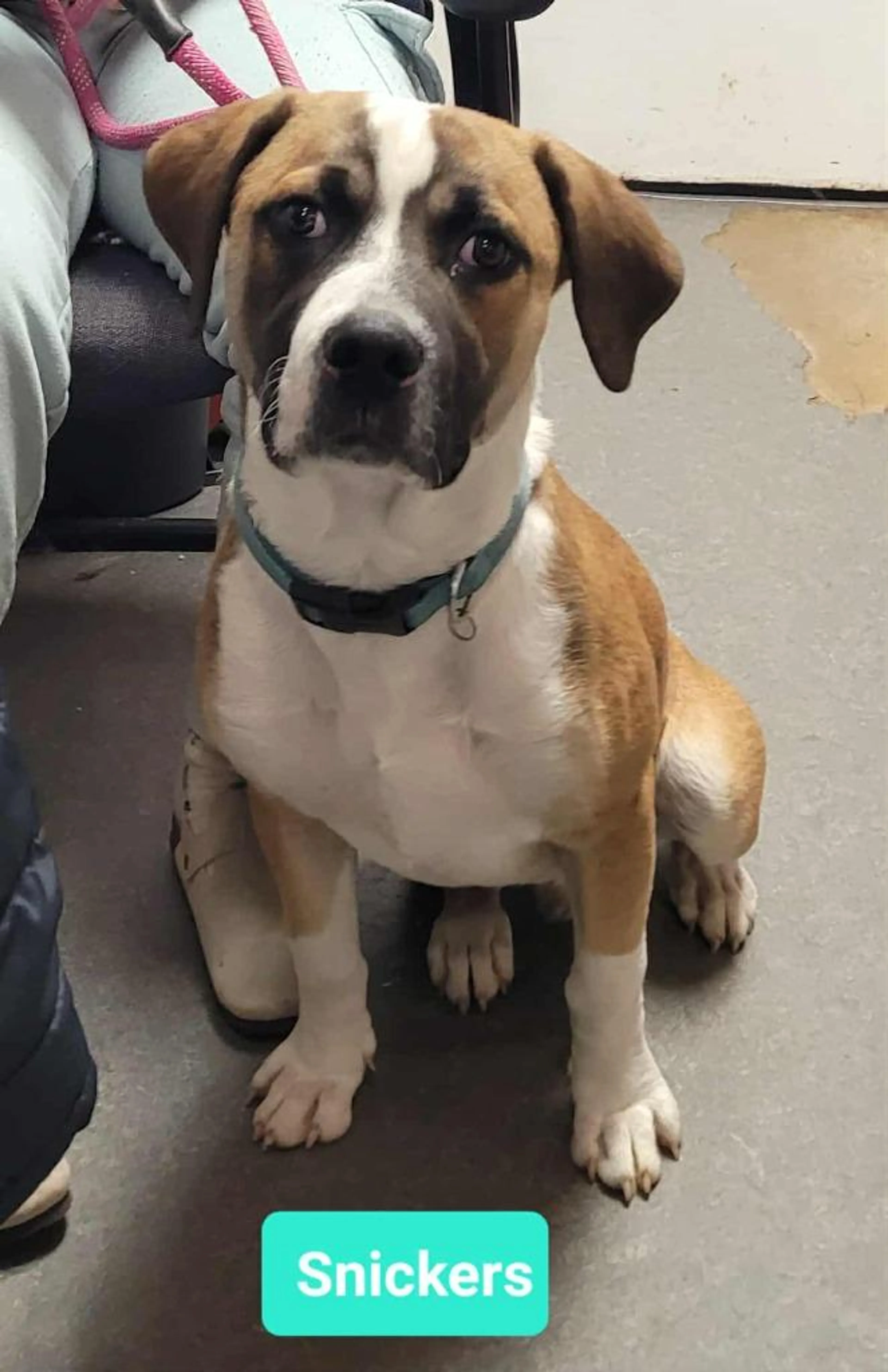 Found pet-2