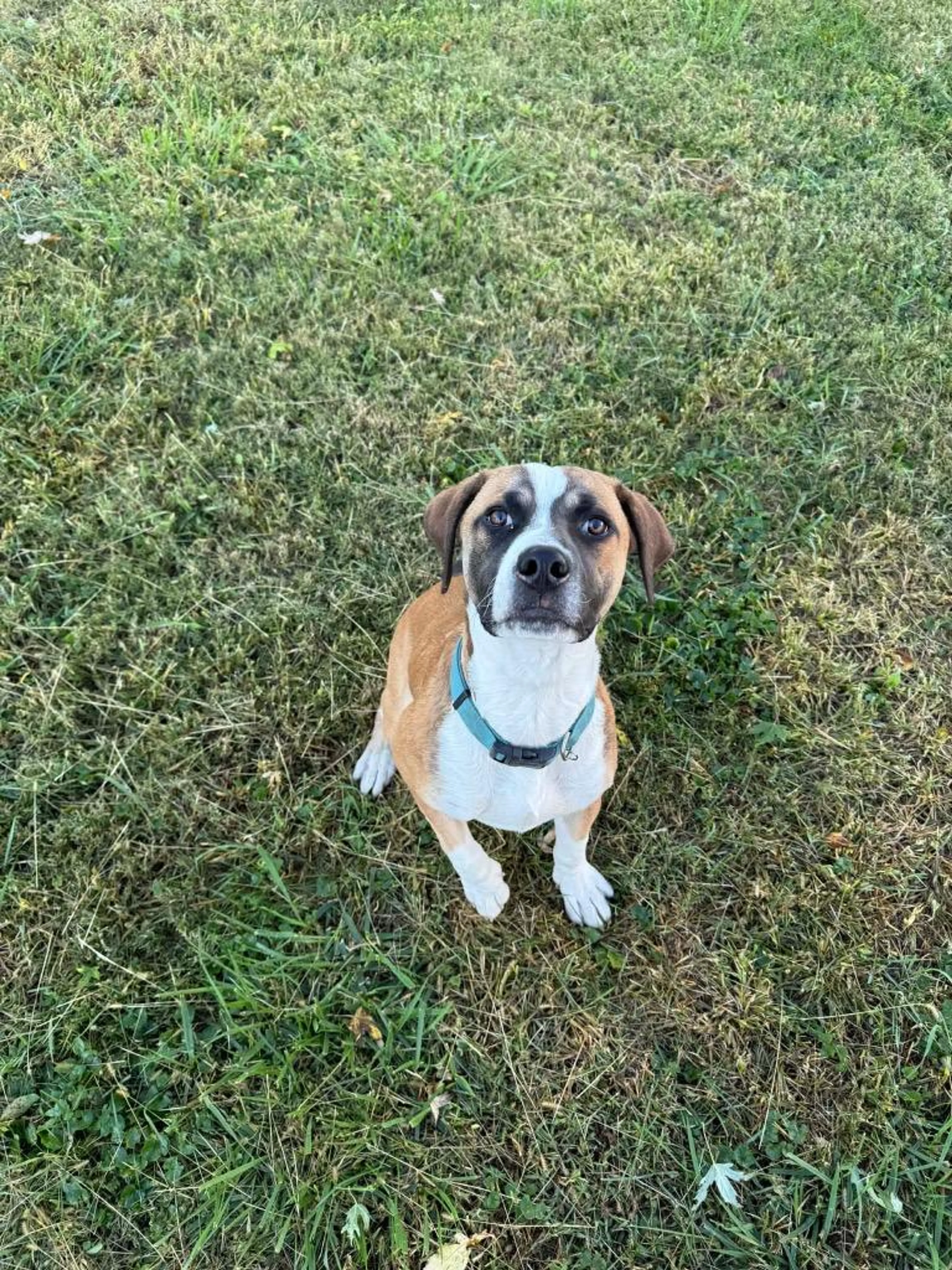 Found pet-1