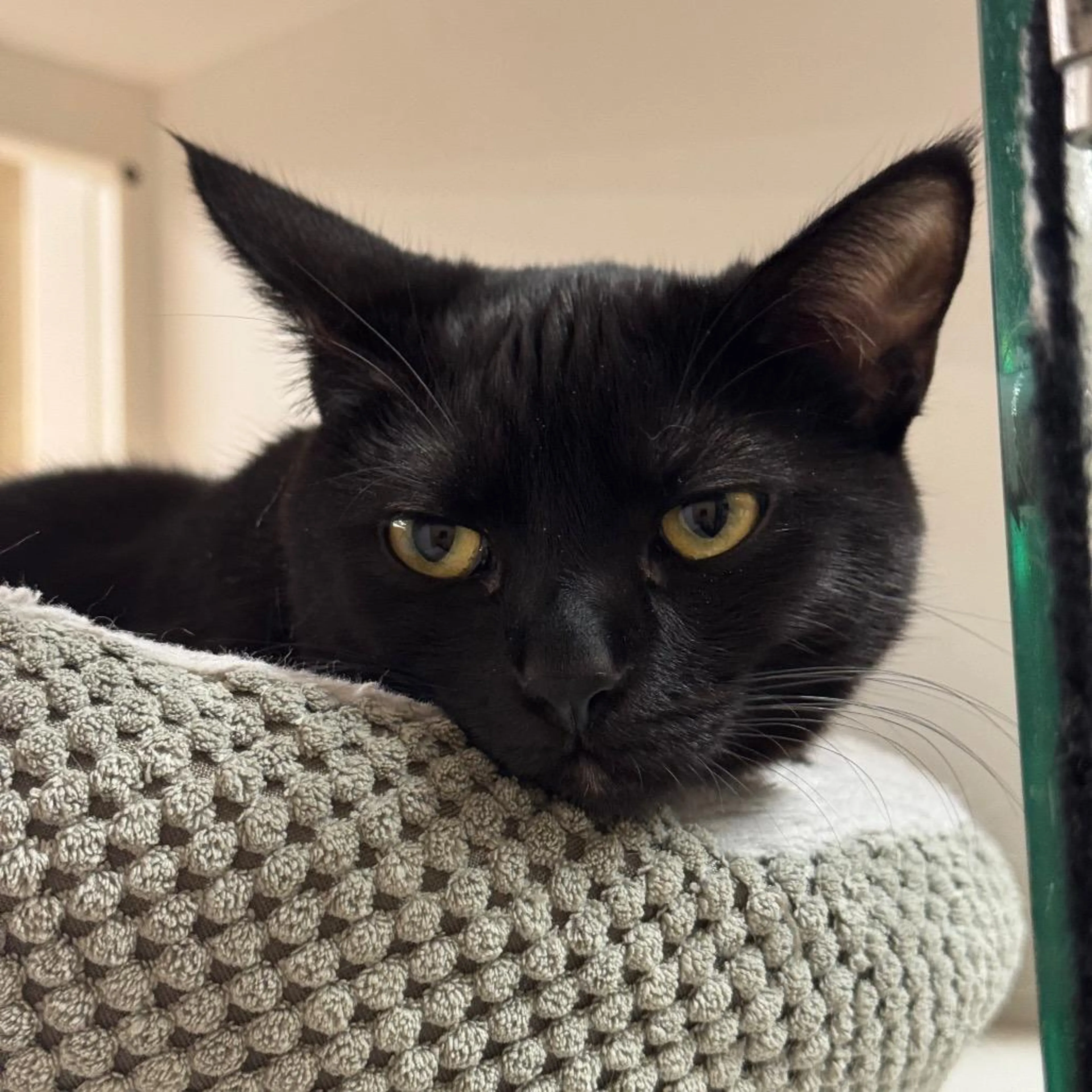 Found pet-3