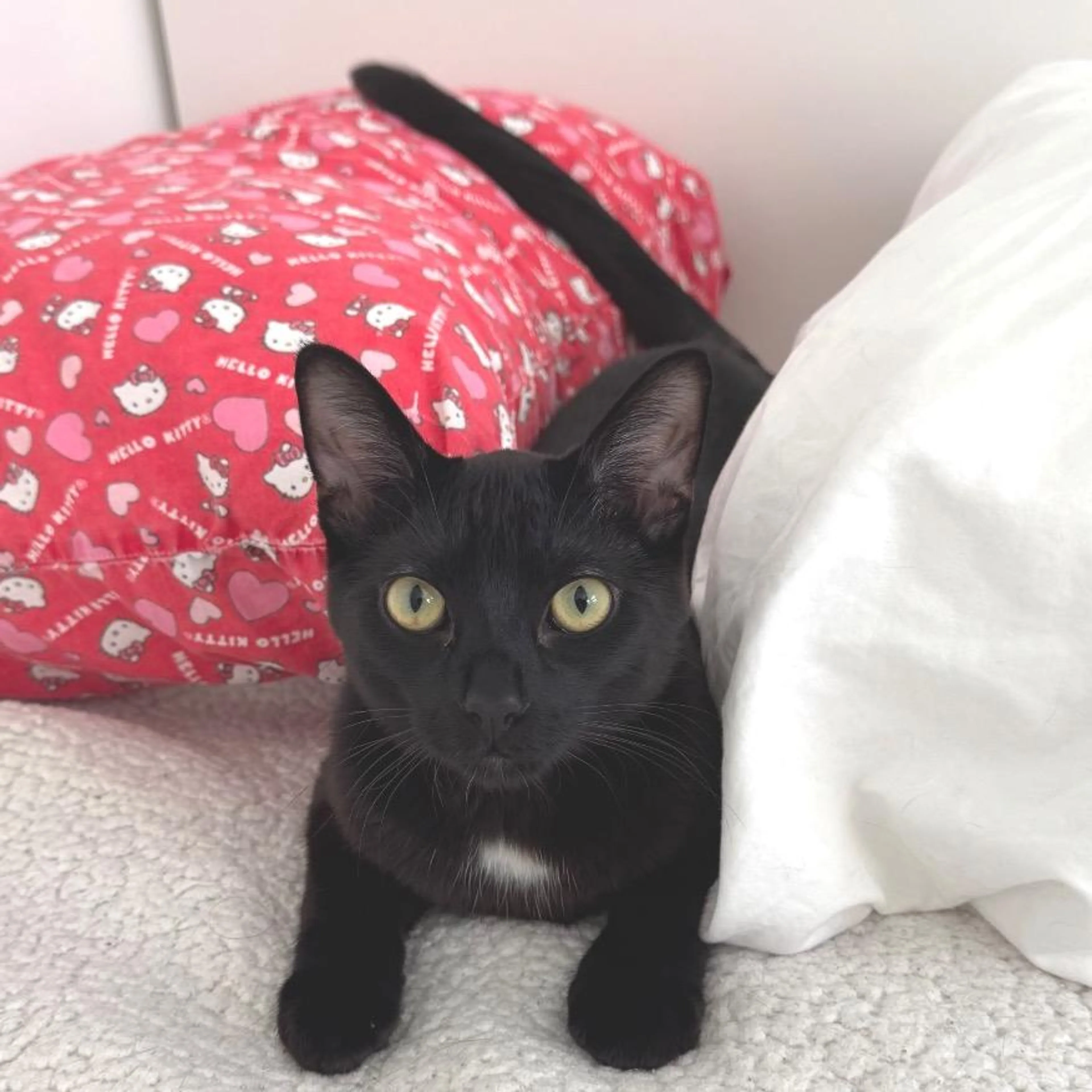 Found pet-4