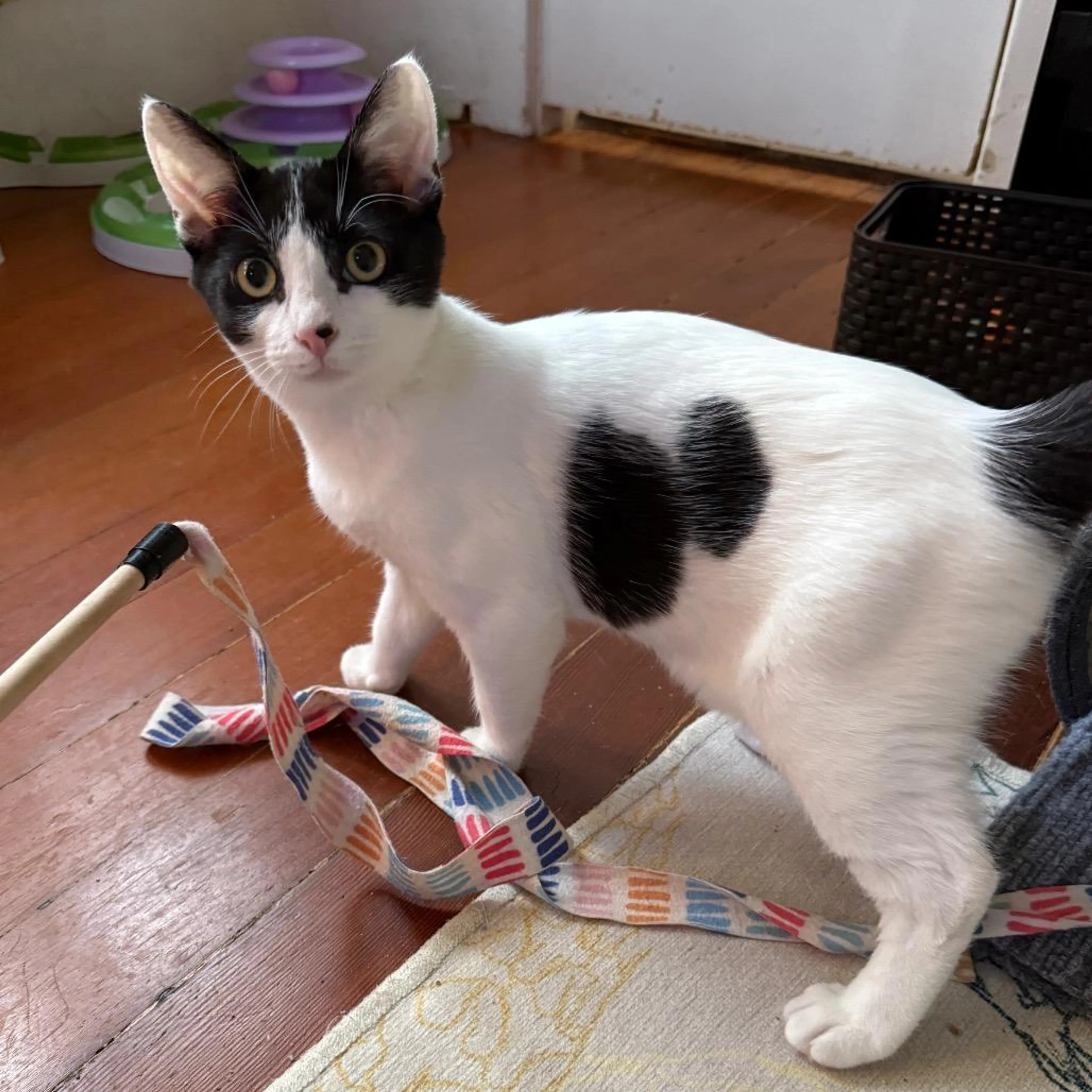 Found pet-4