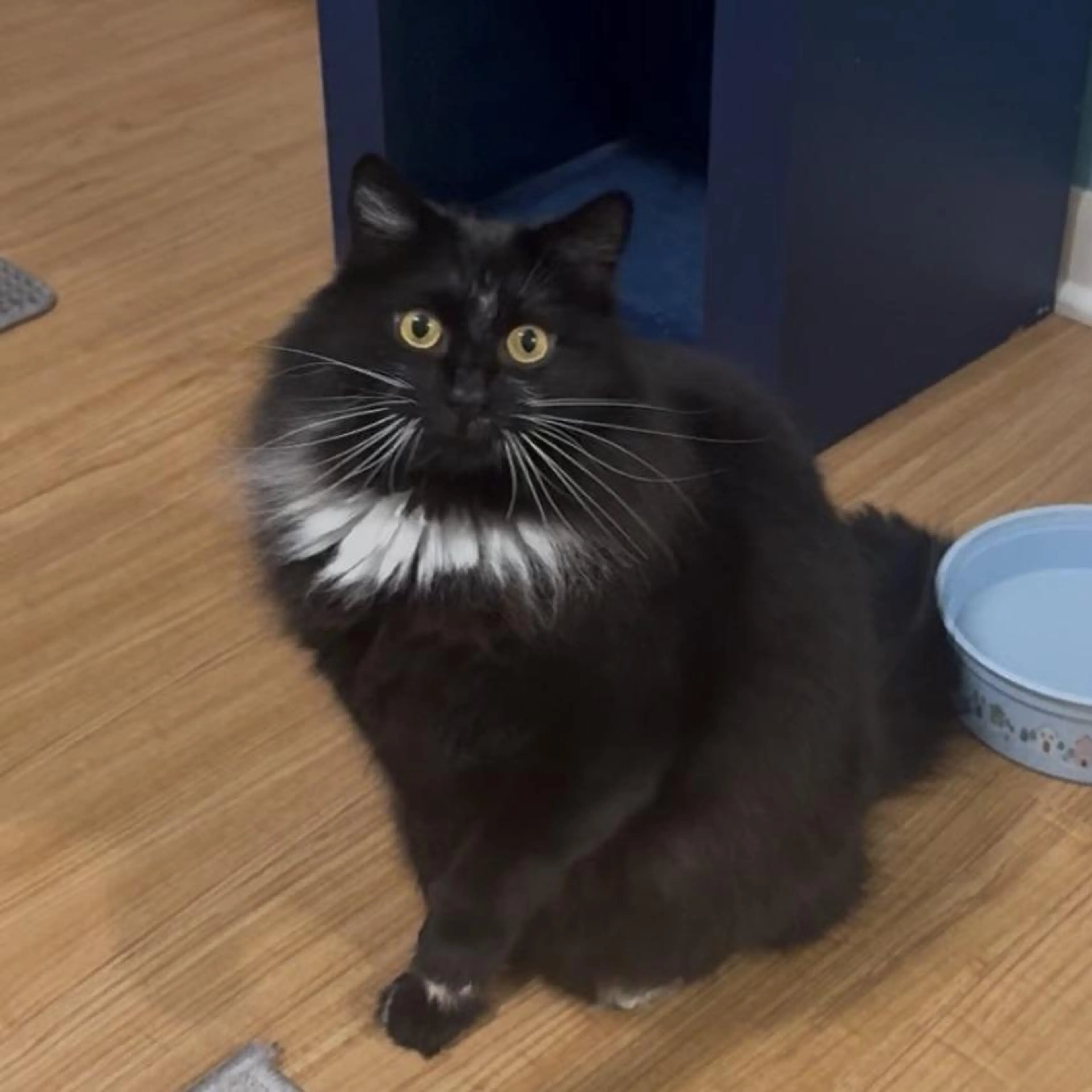 Found pet-2