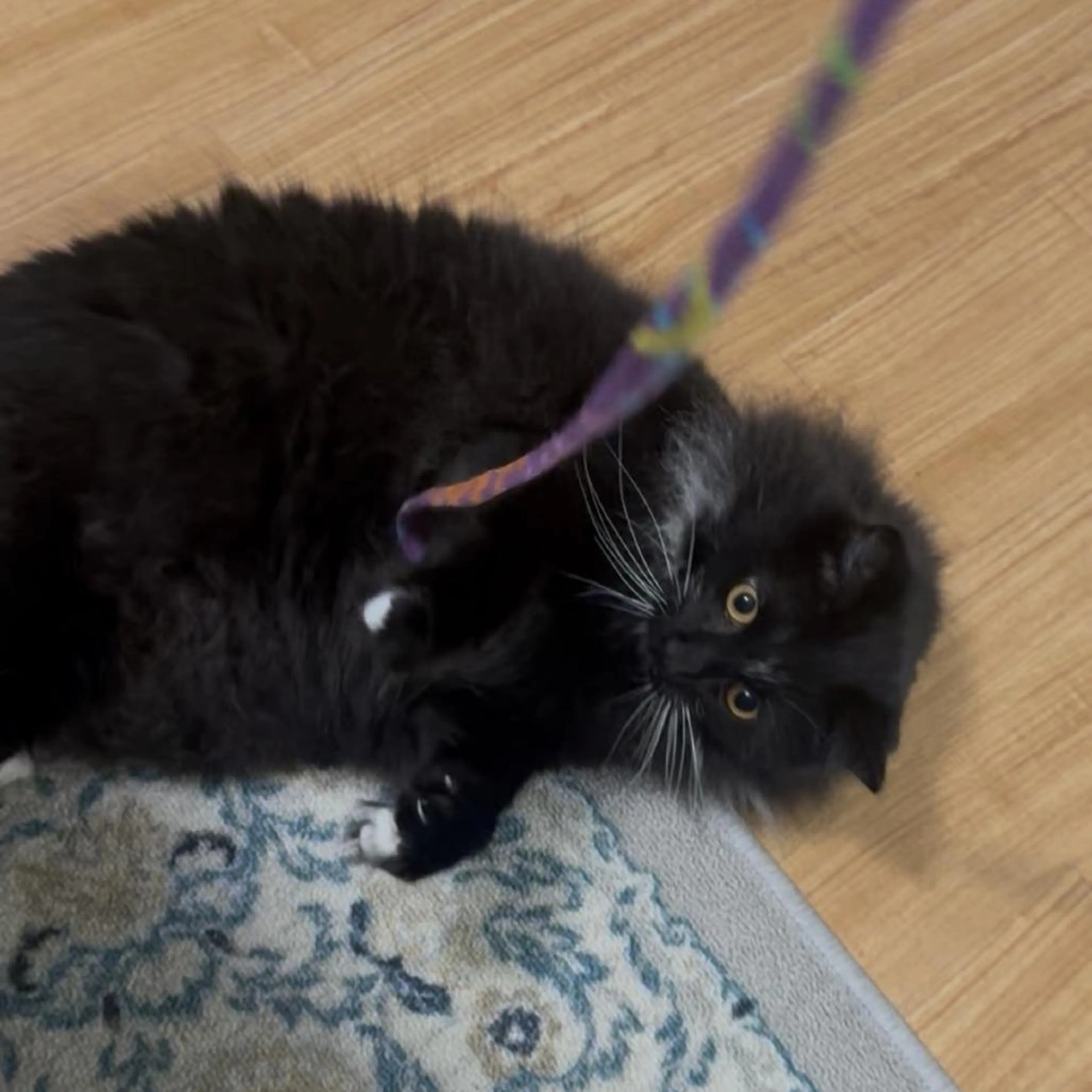 Found pet-1