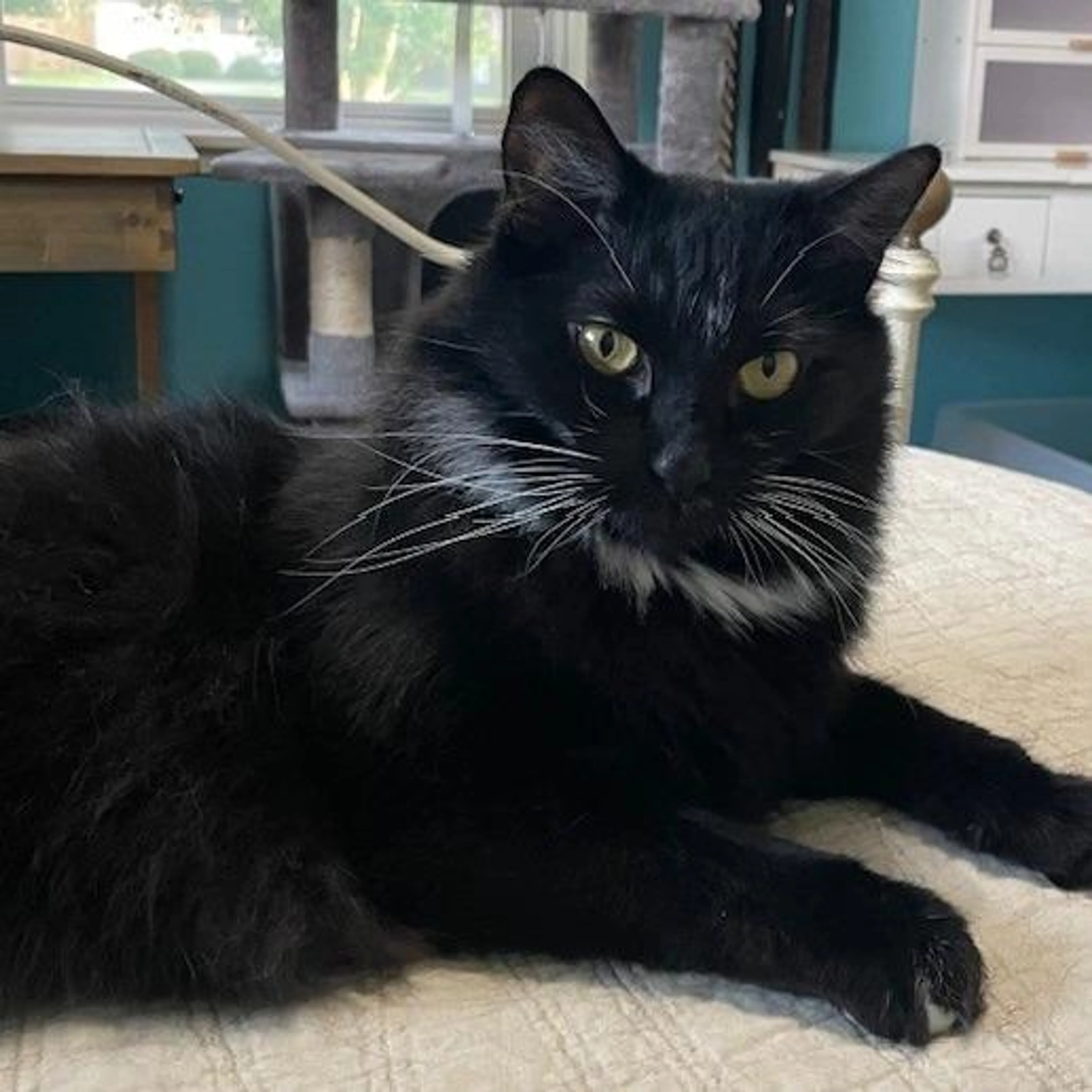 Found pet-4
