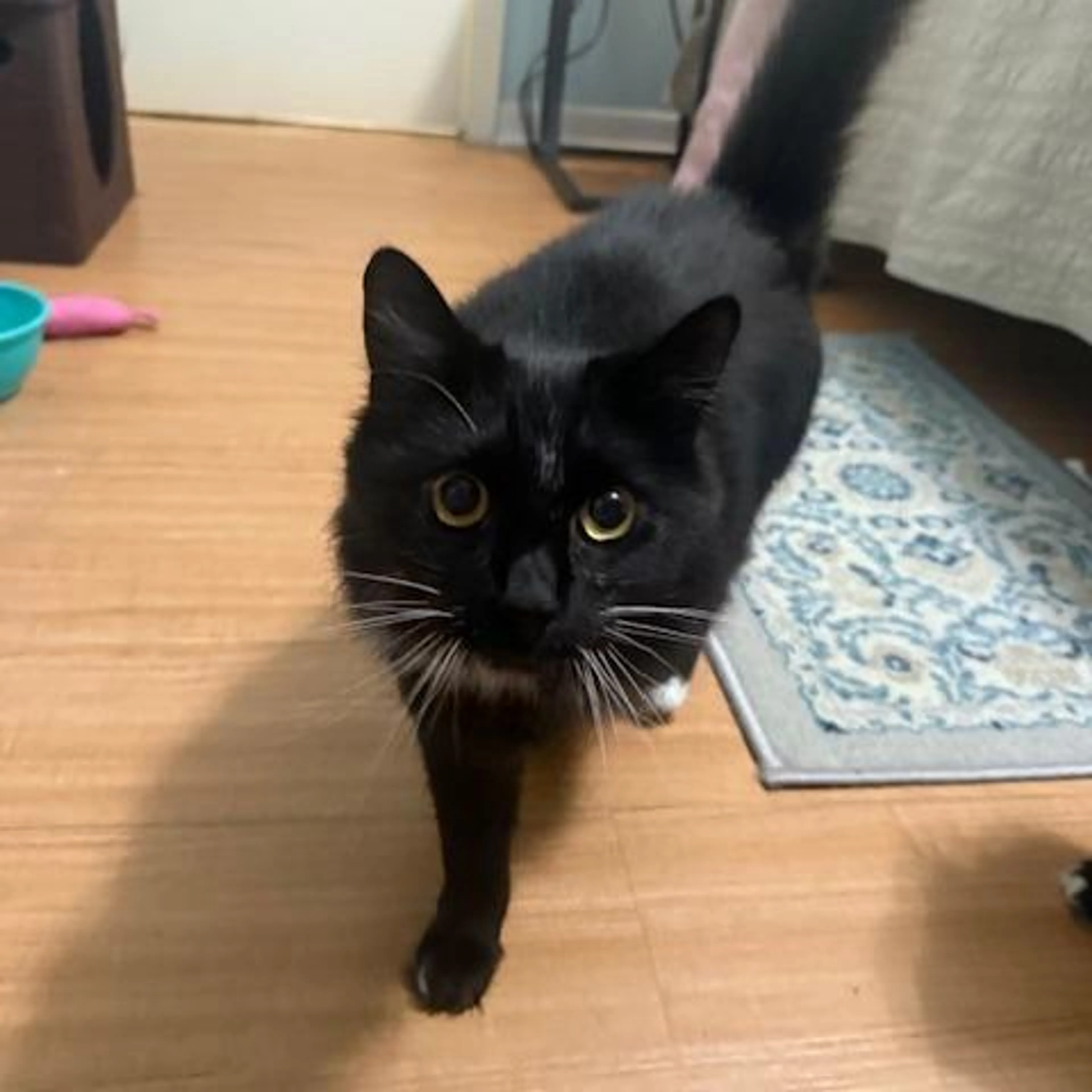 Found pet-3