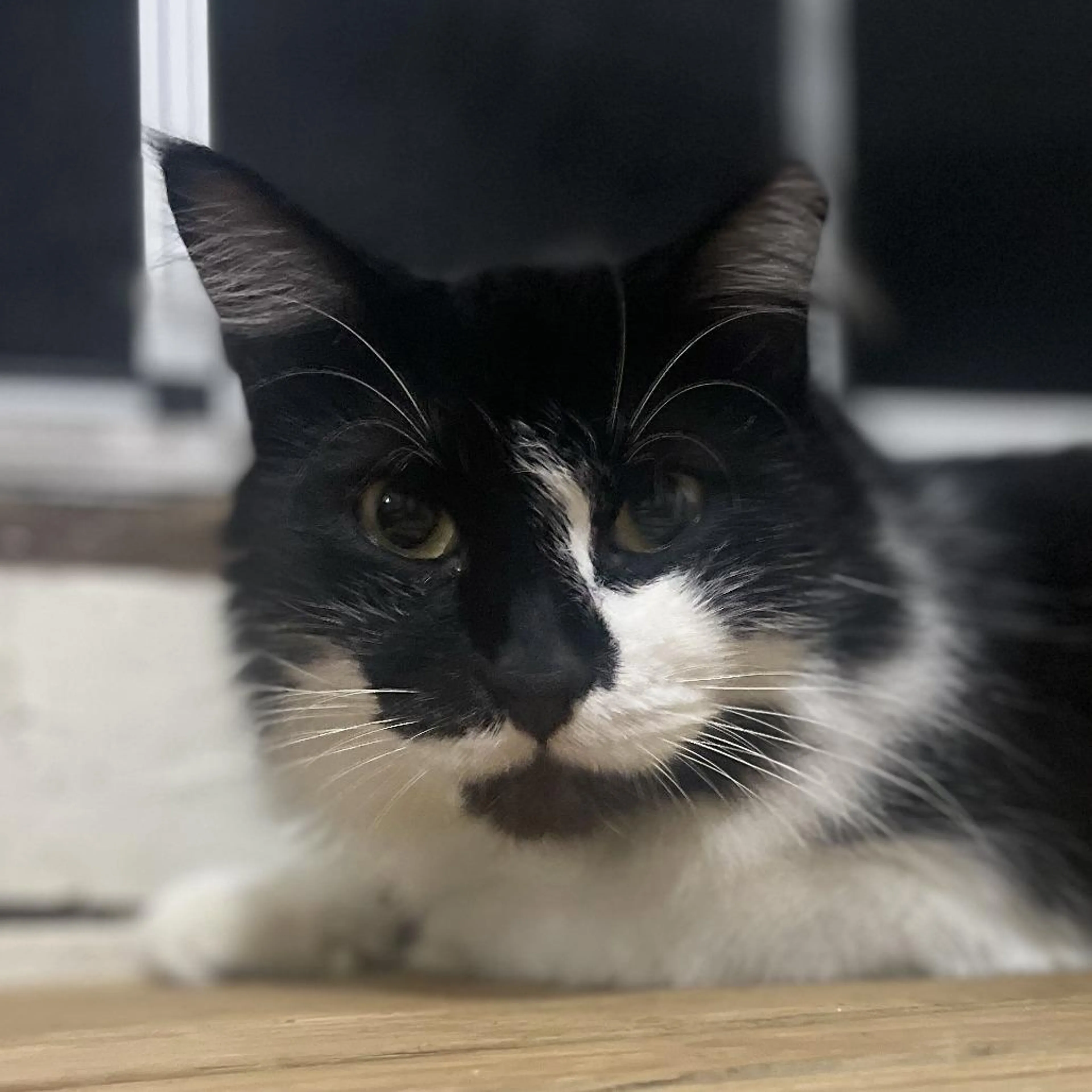 Found pet-3