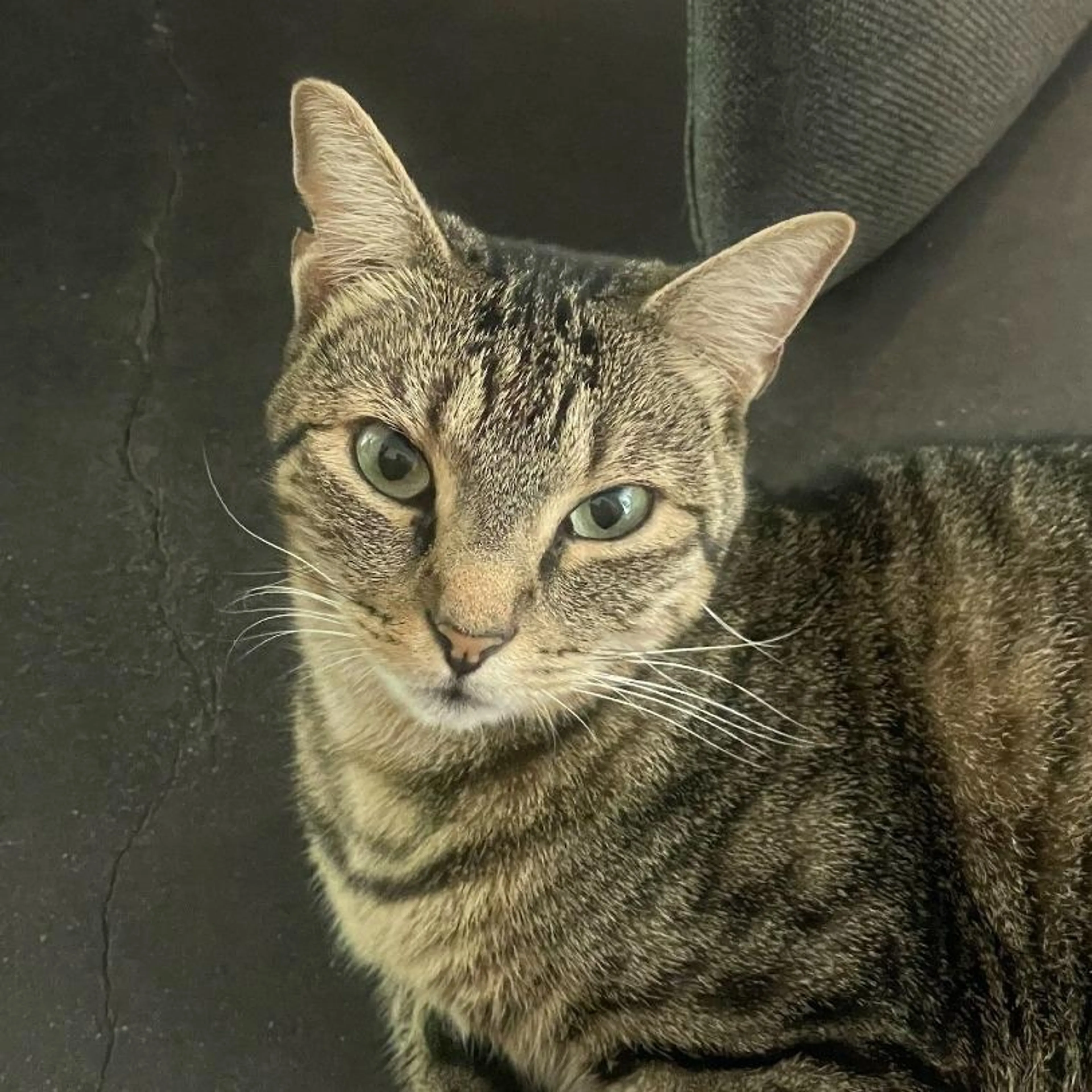 Found pet-1