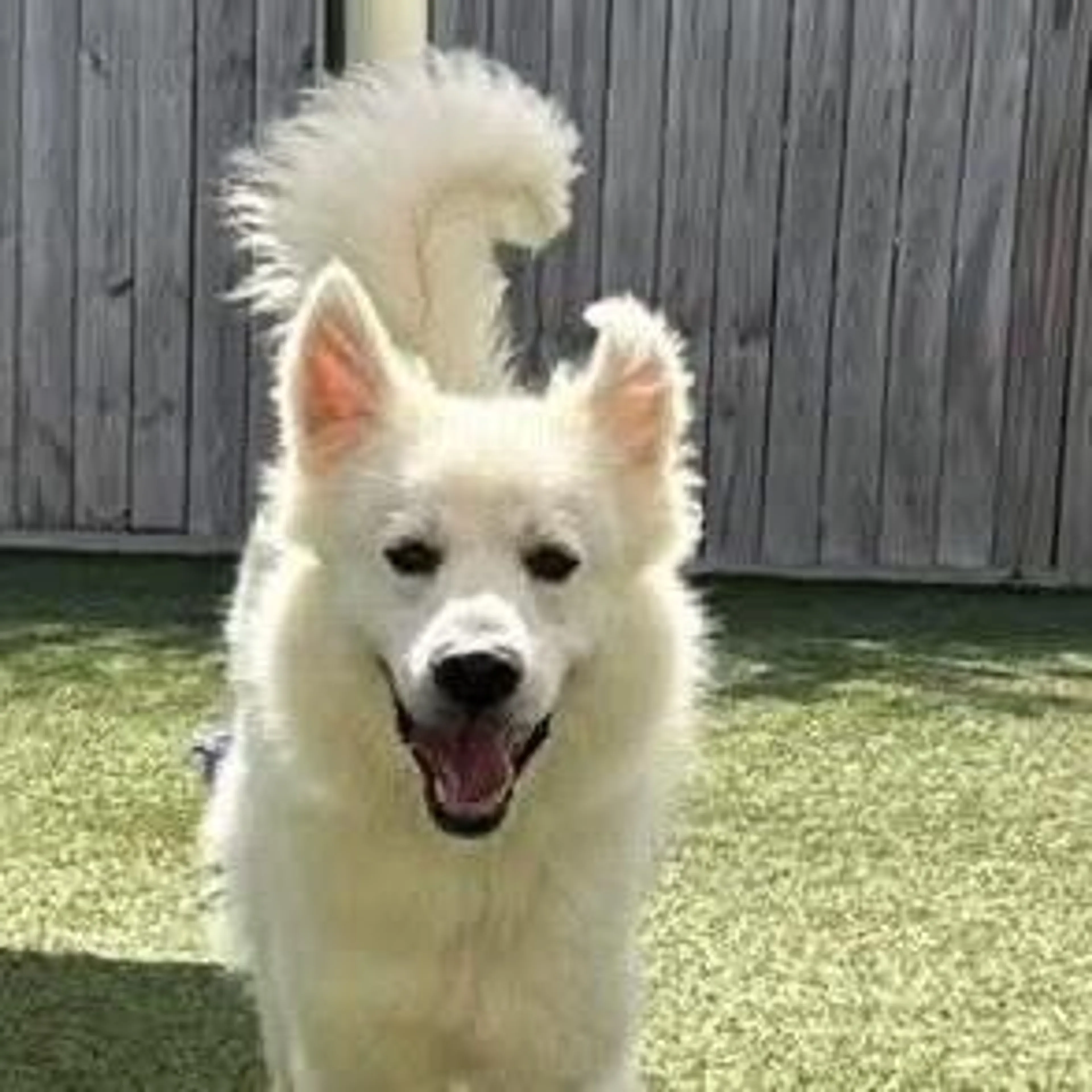 Found pet-4
