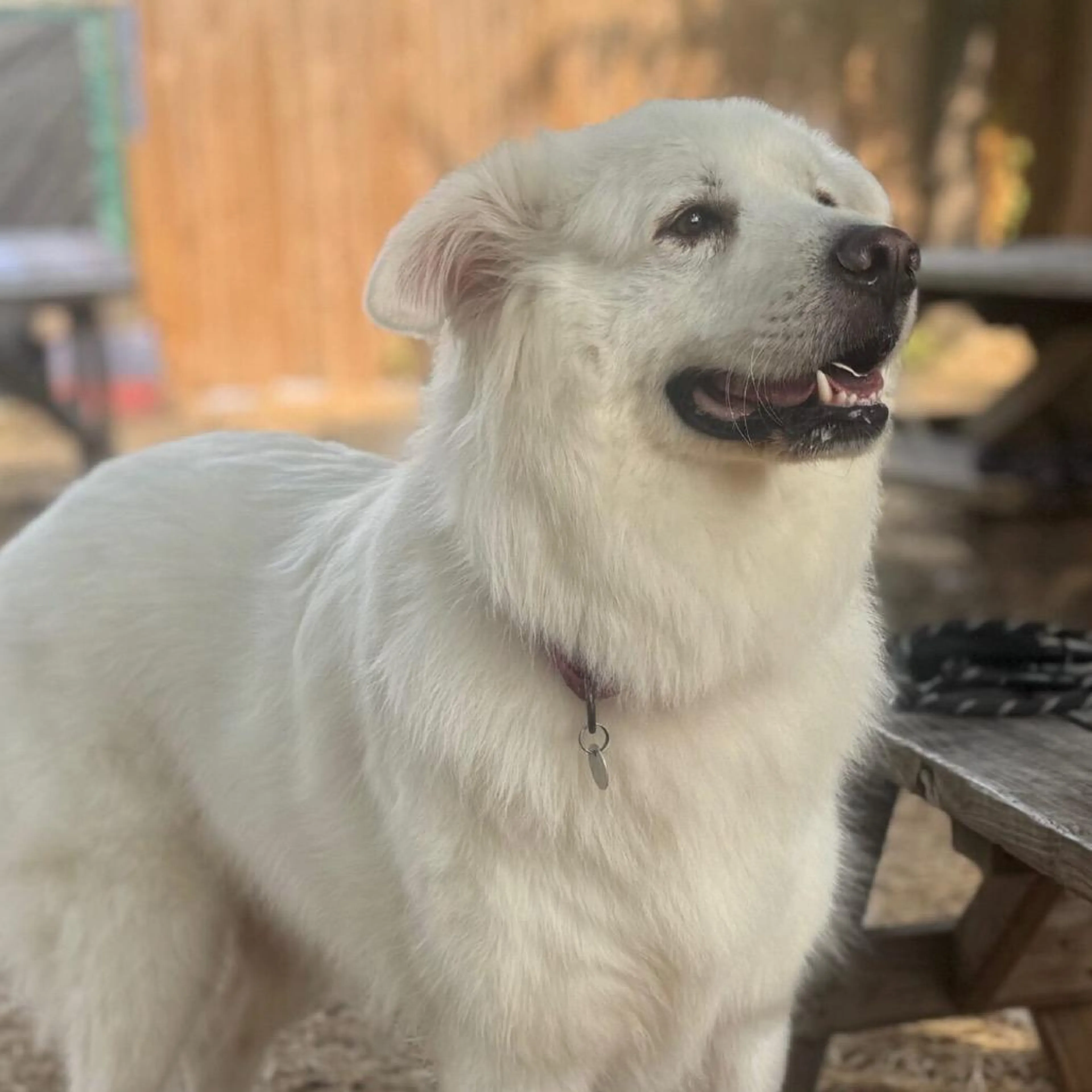 Found pet-3
