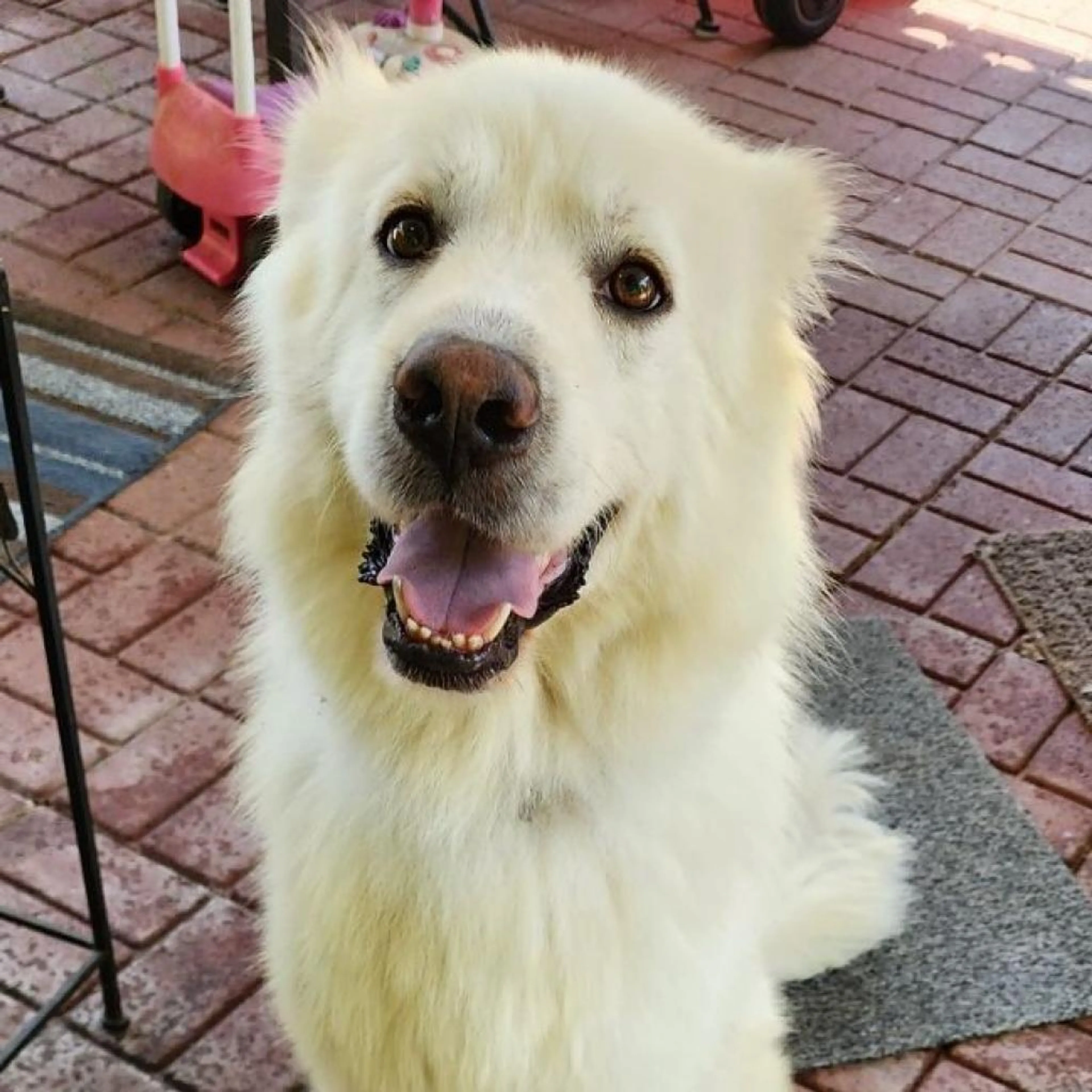 Found pet-1