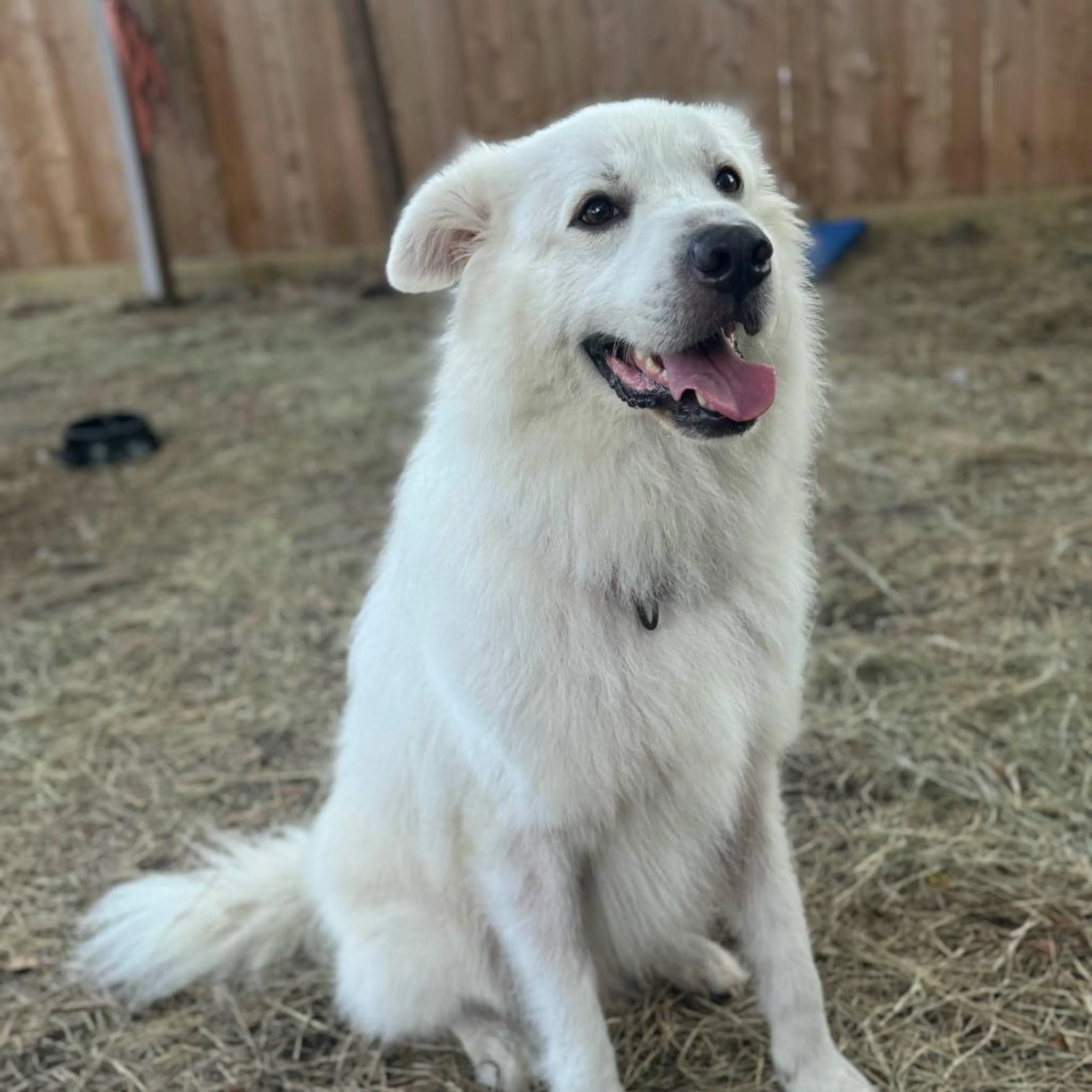 Found pet-2