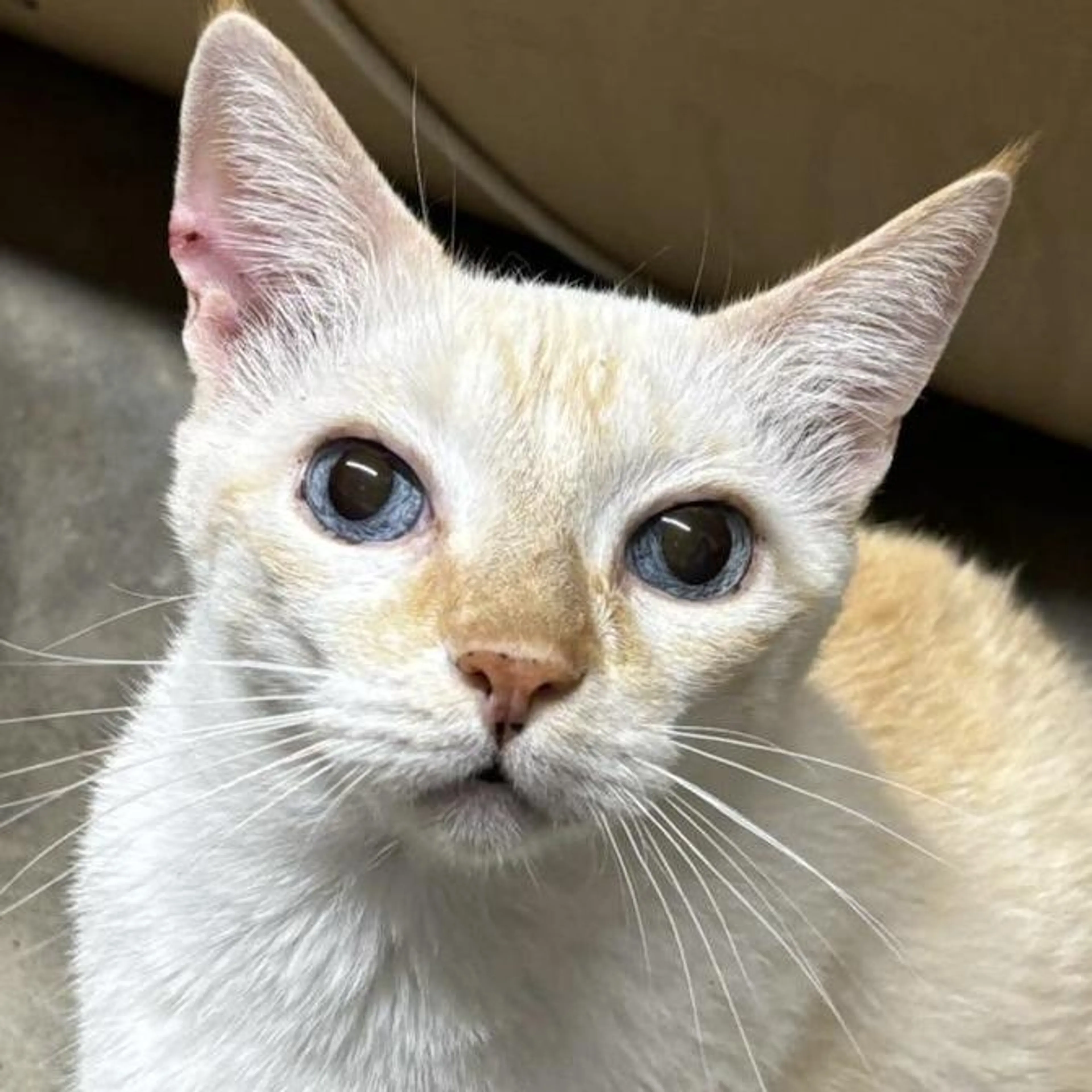 Found pet-2