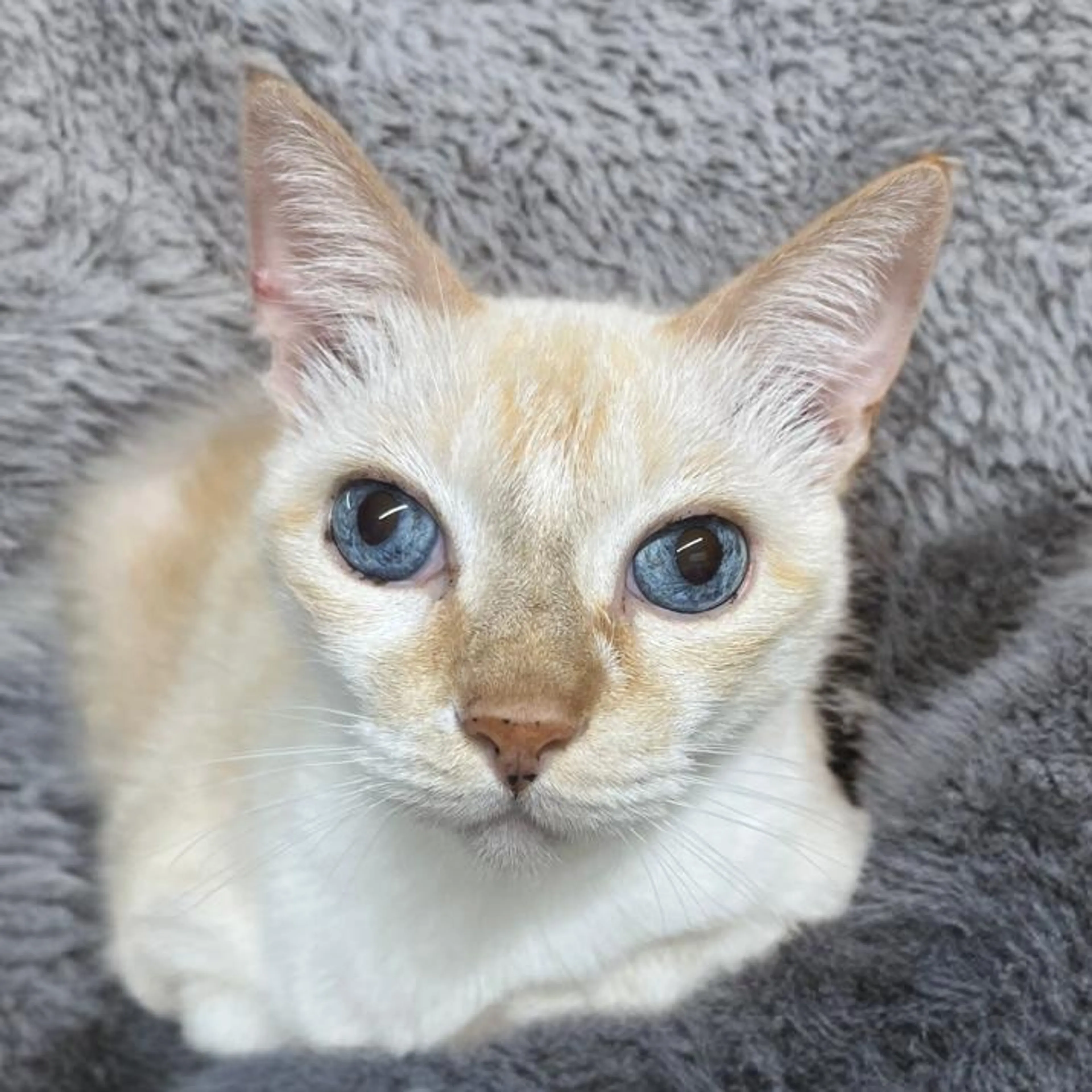 Found pet-1