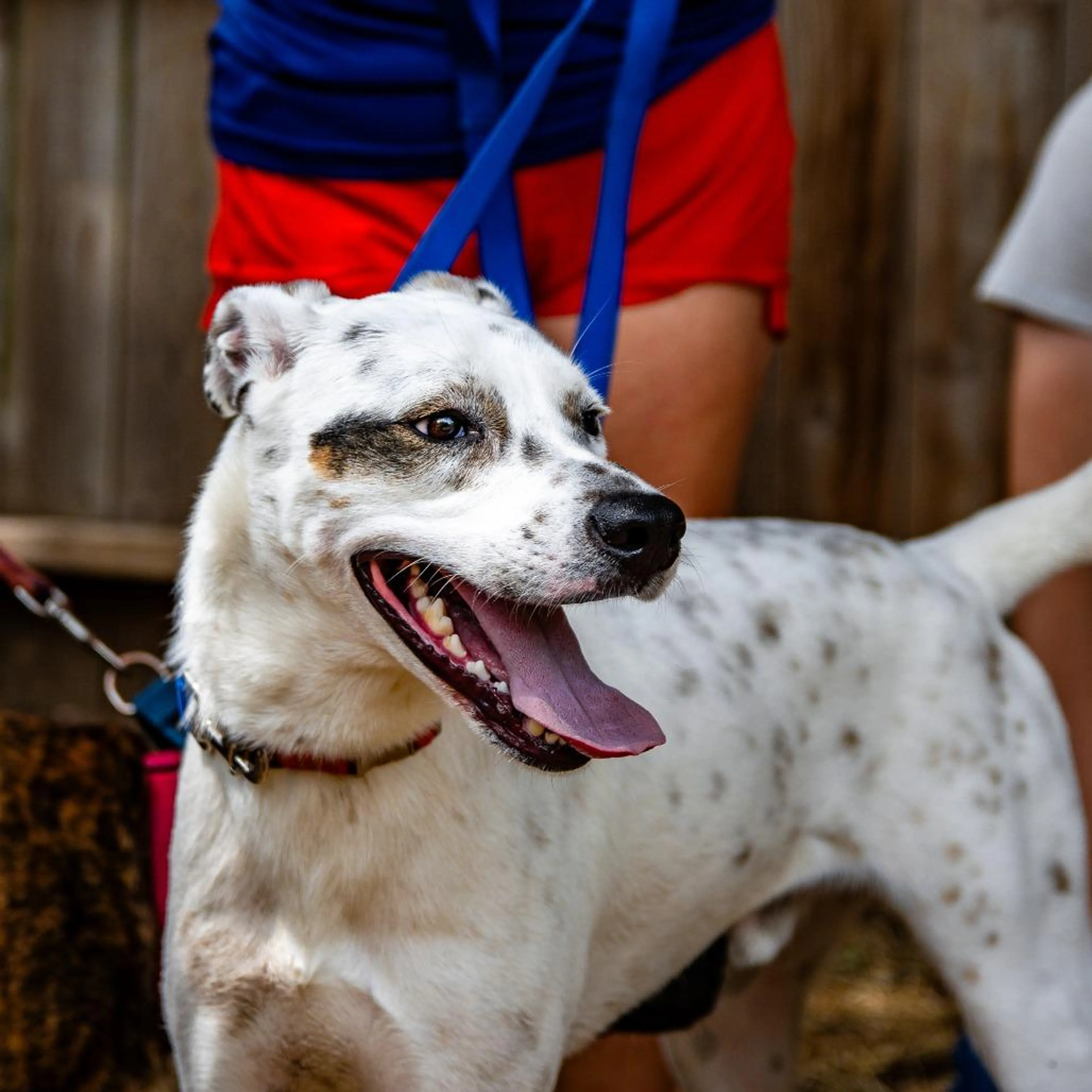 Found pet-3
