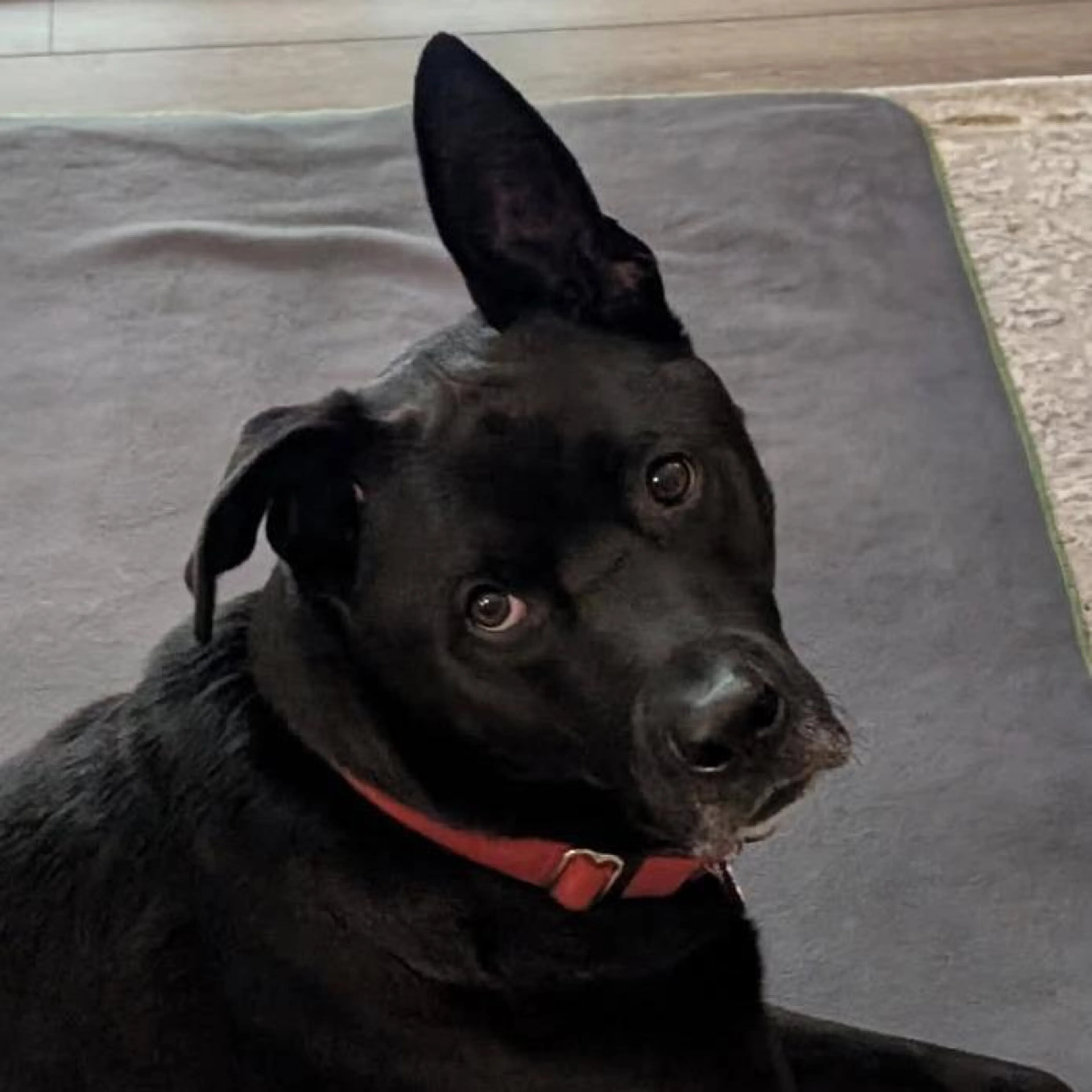 Found pet-1