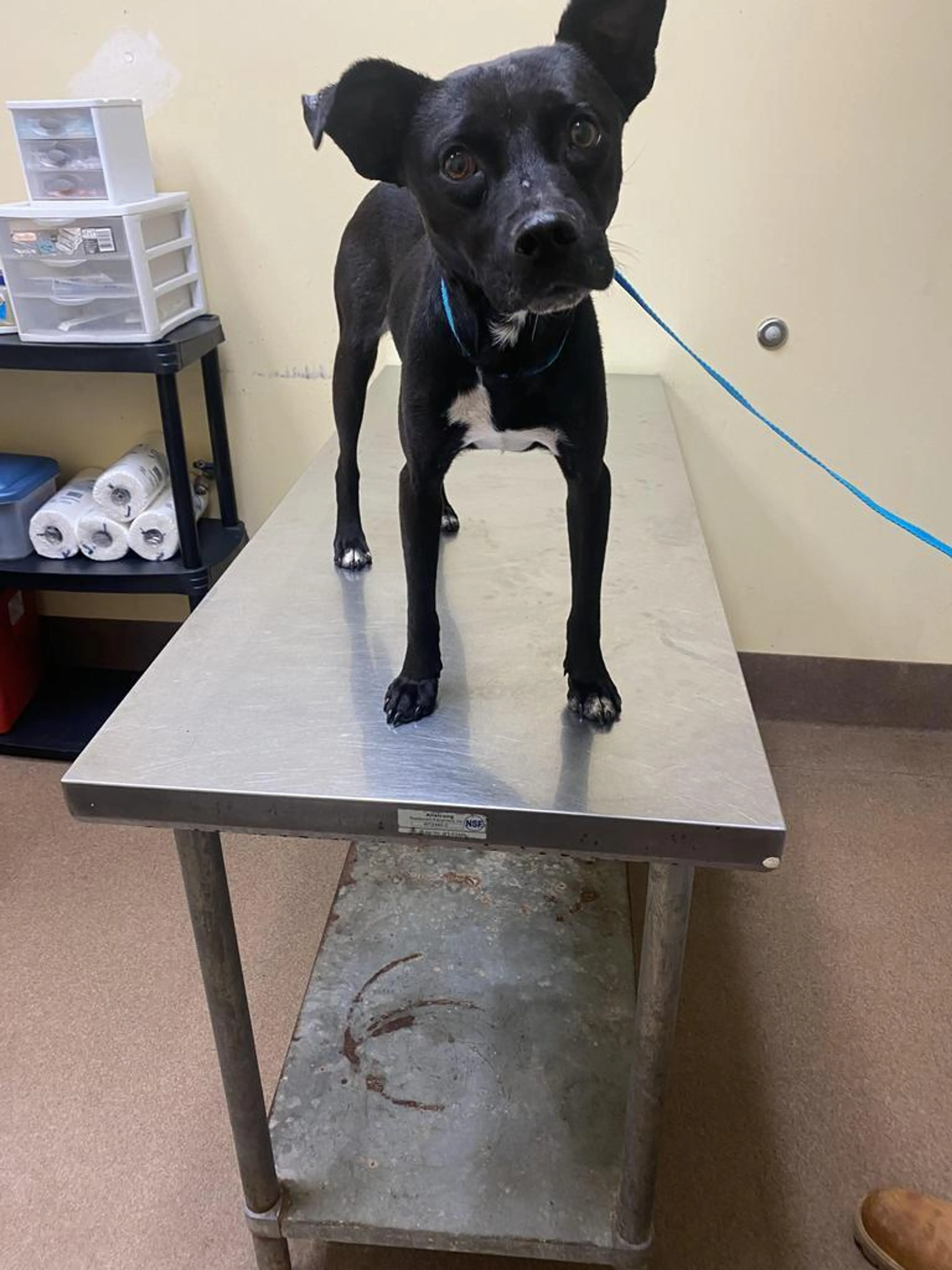 Found pet-2