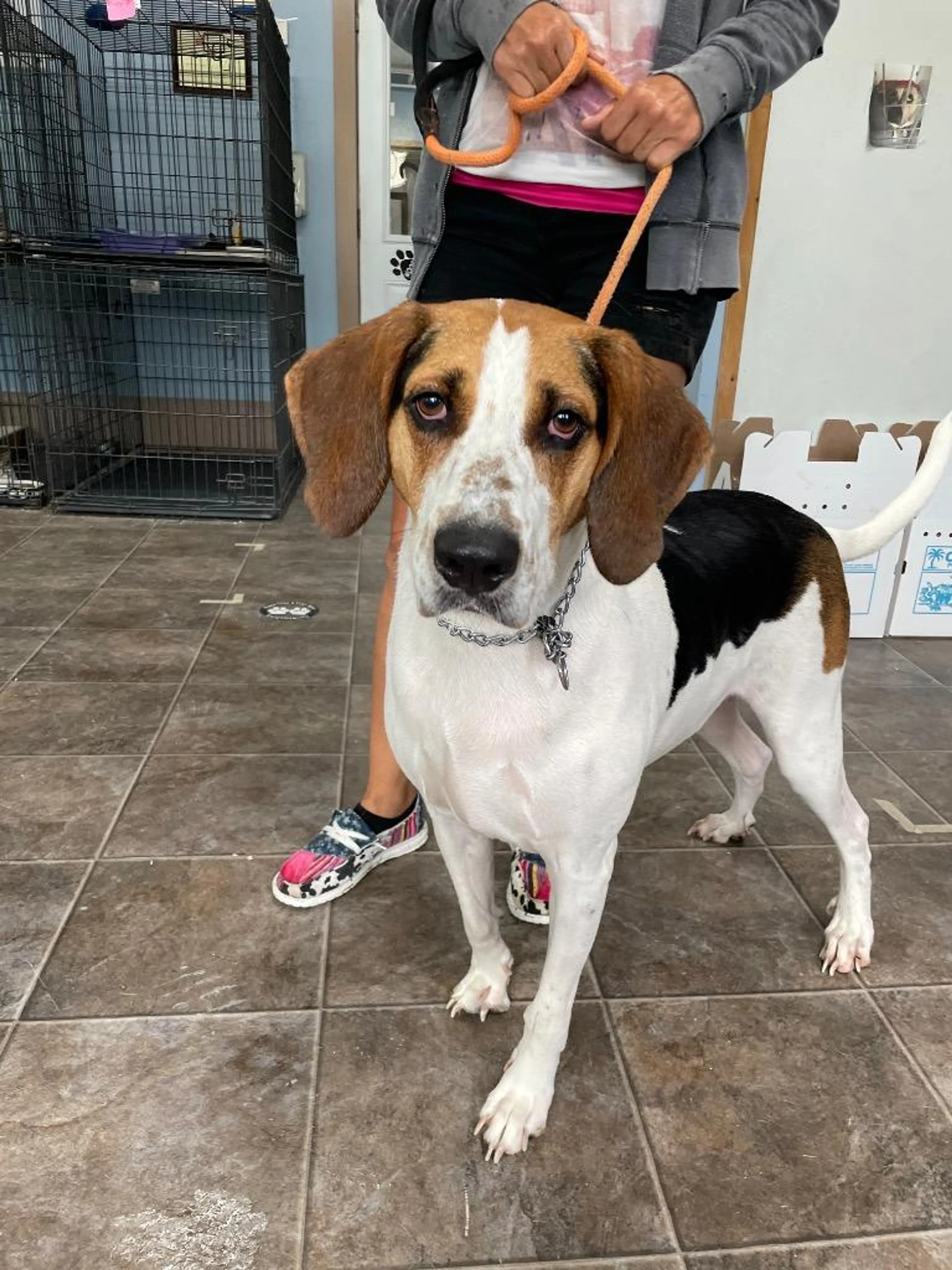 Found pet-3