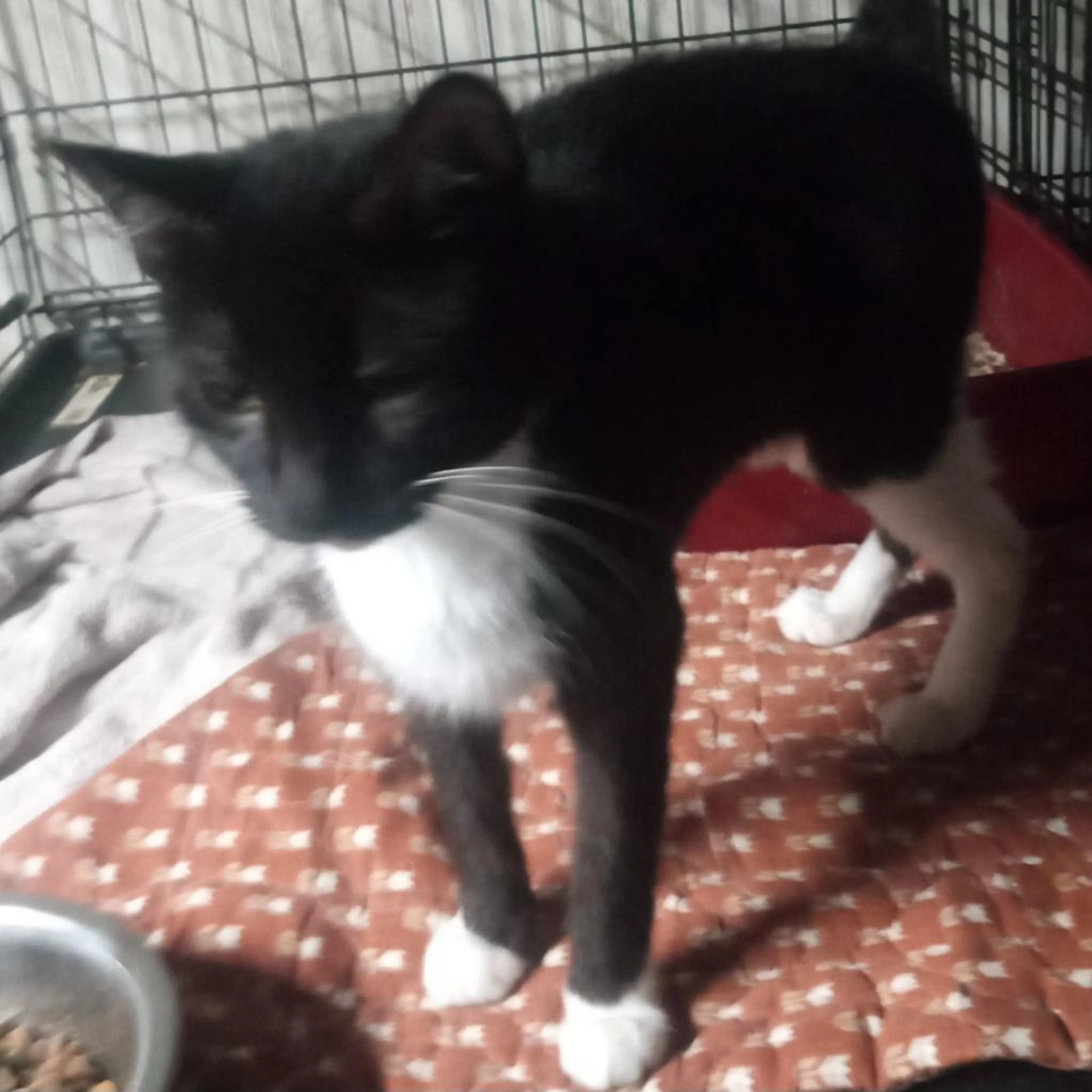 Found pet