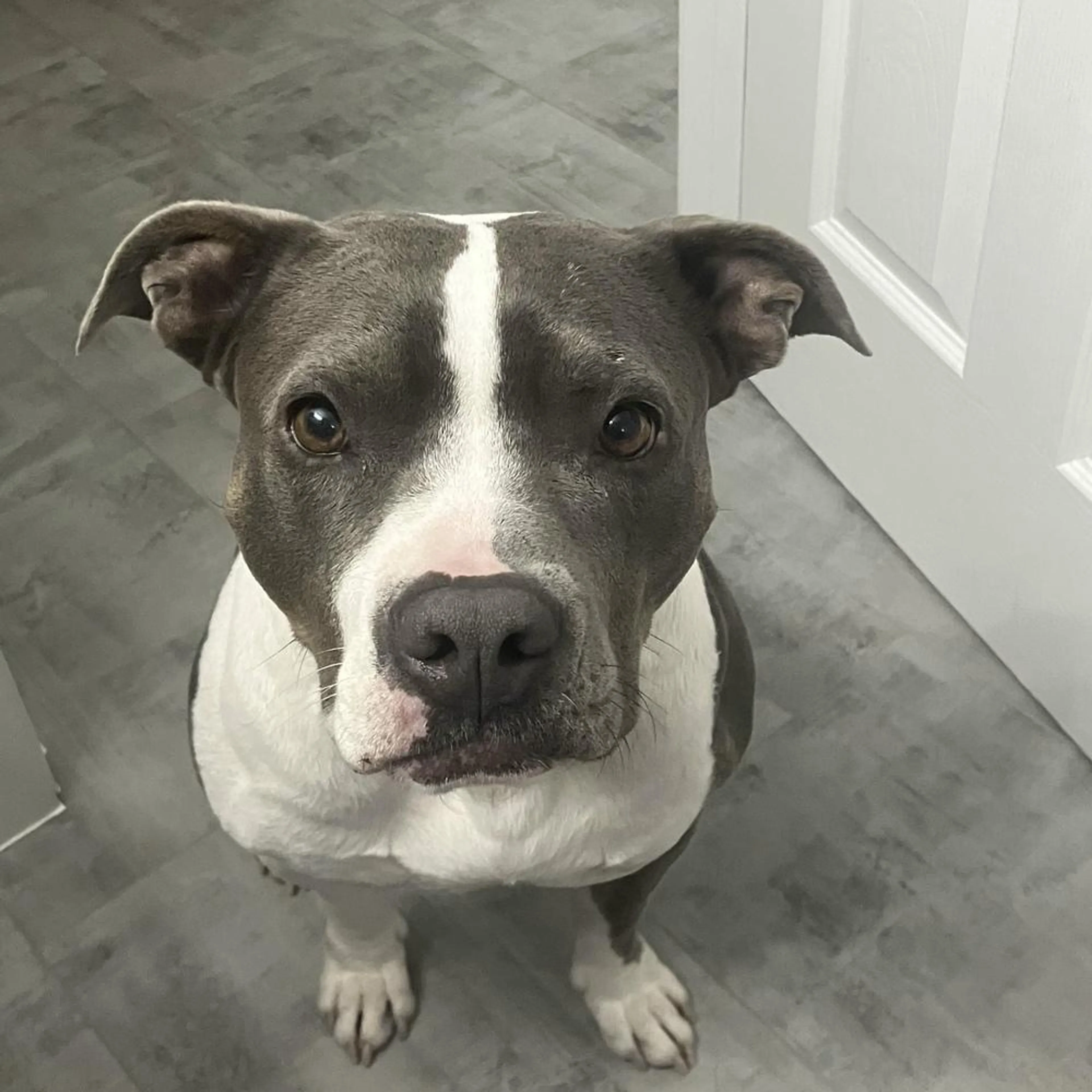 Found pet-3