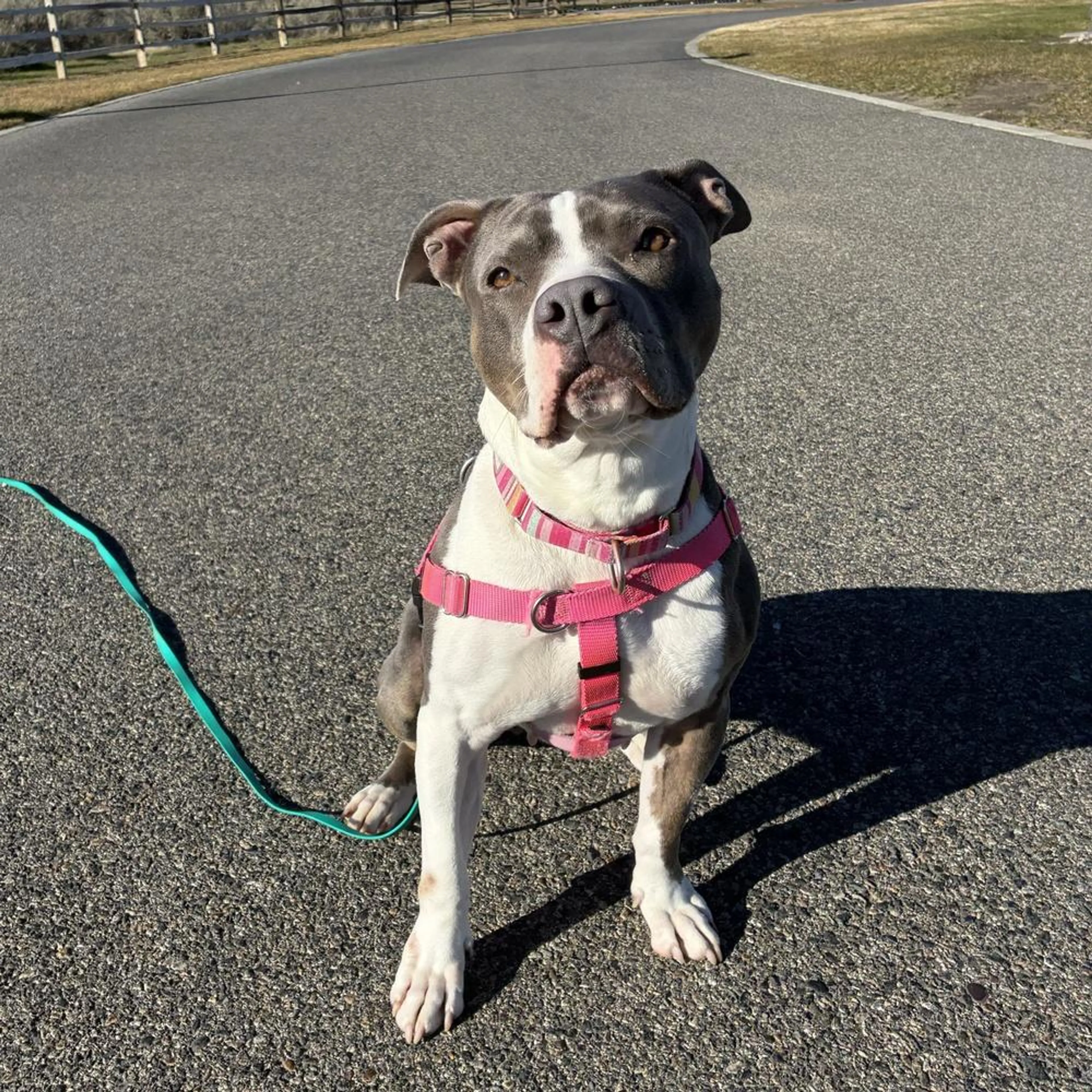 Found pet-4