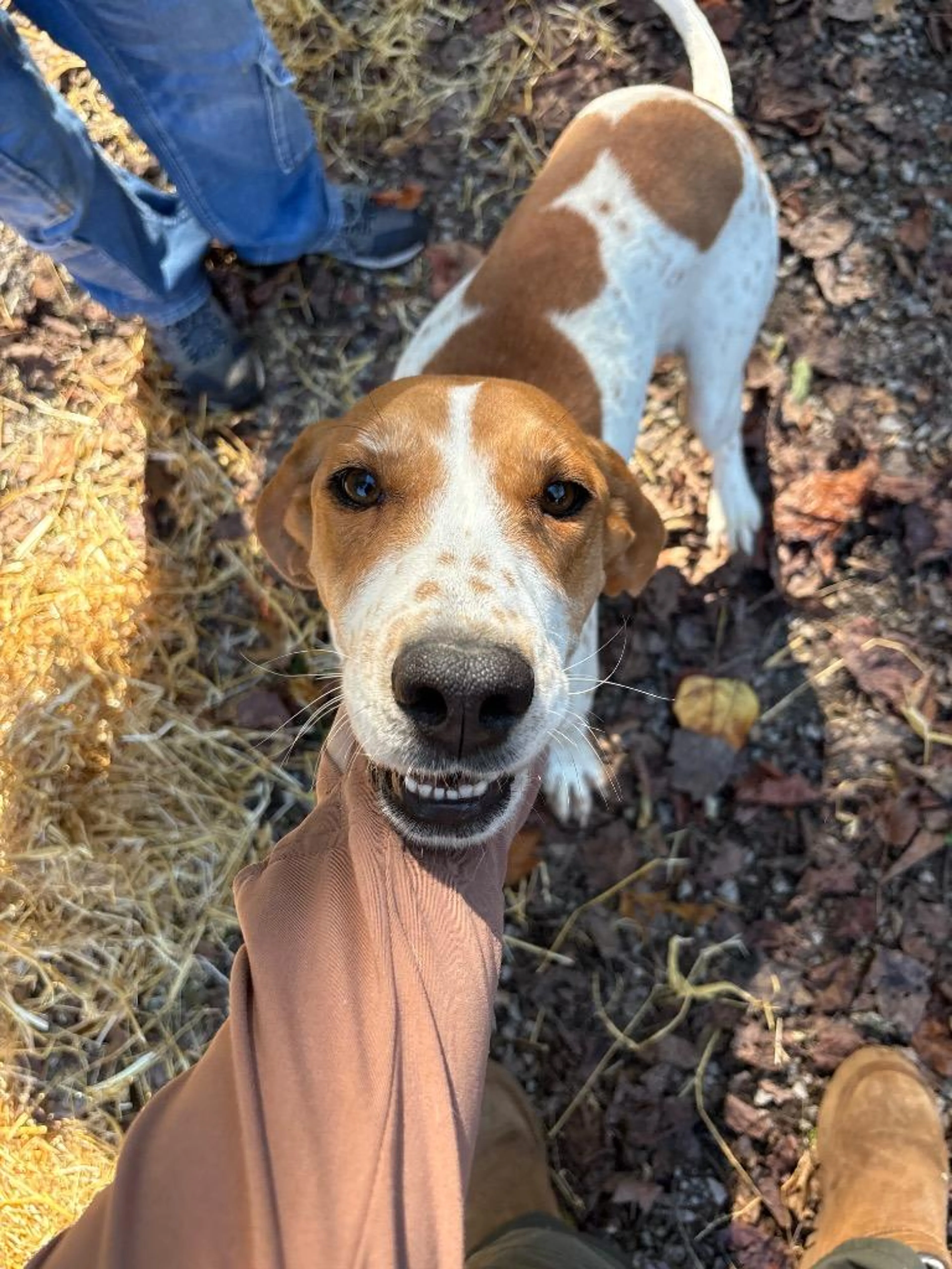 Found pet-1