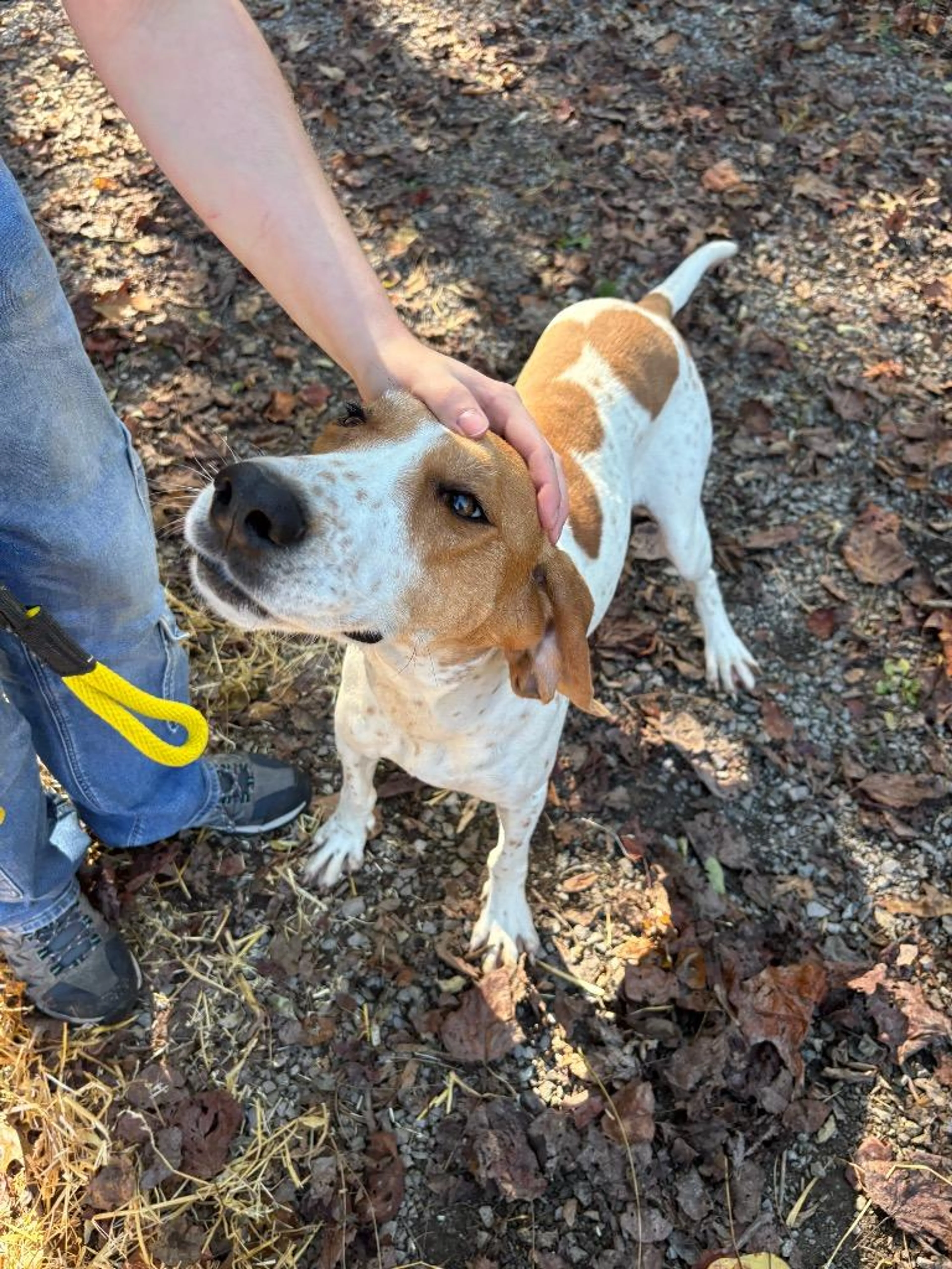 Found pet-2