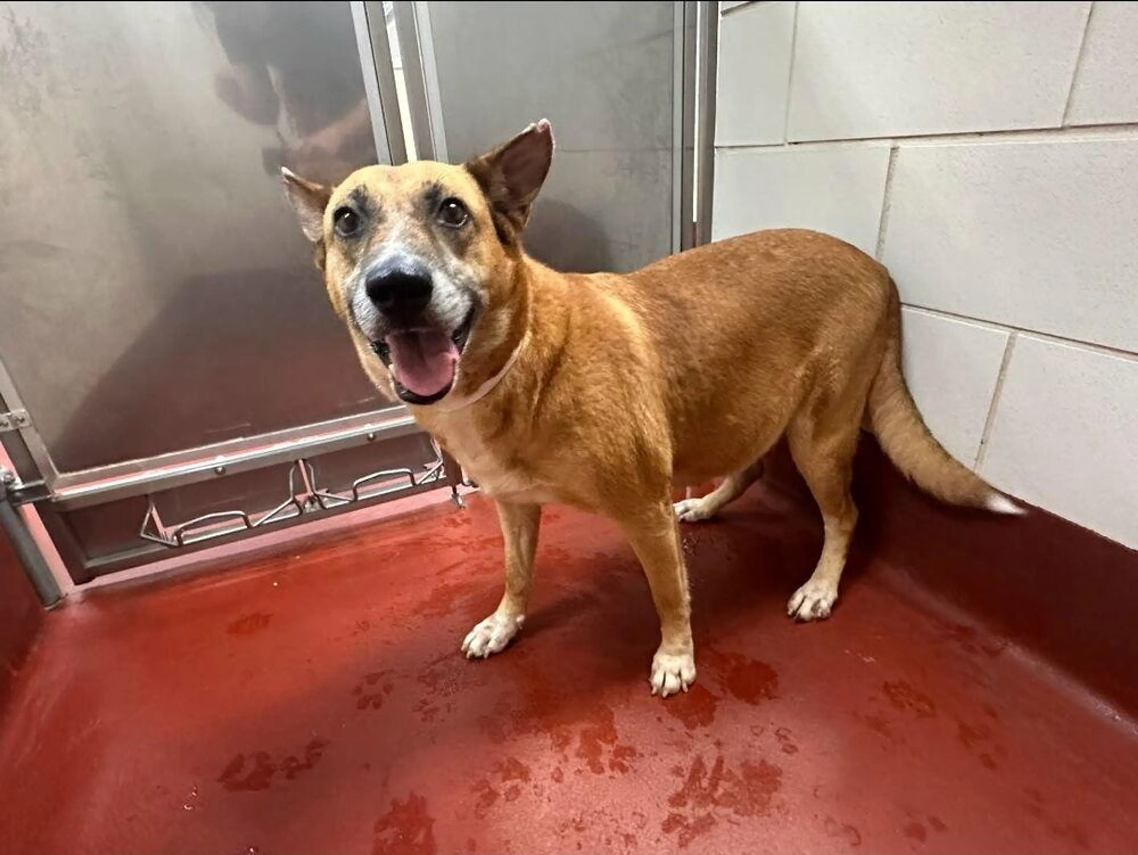 Found pet-1
