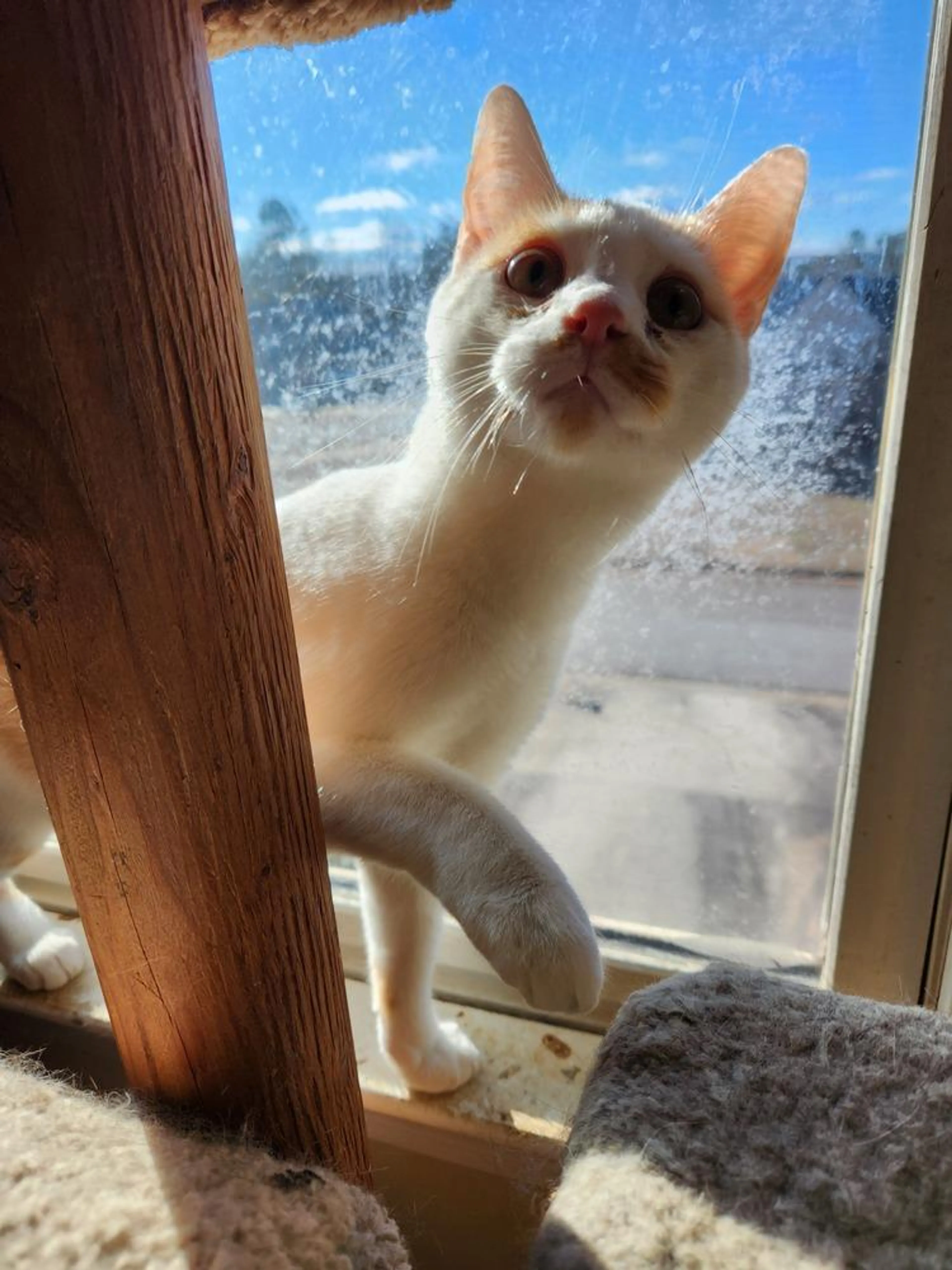Found pet