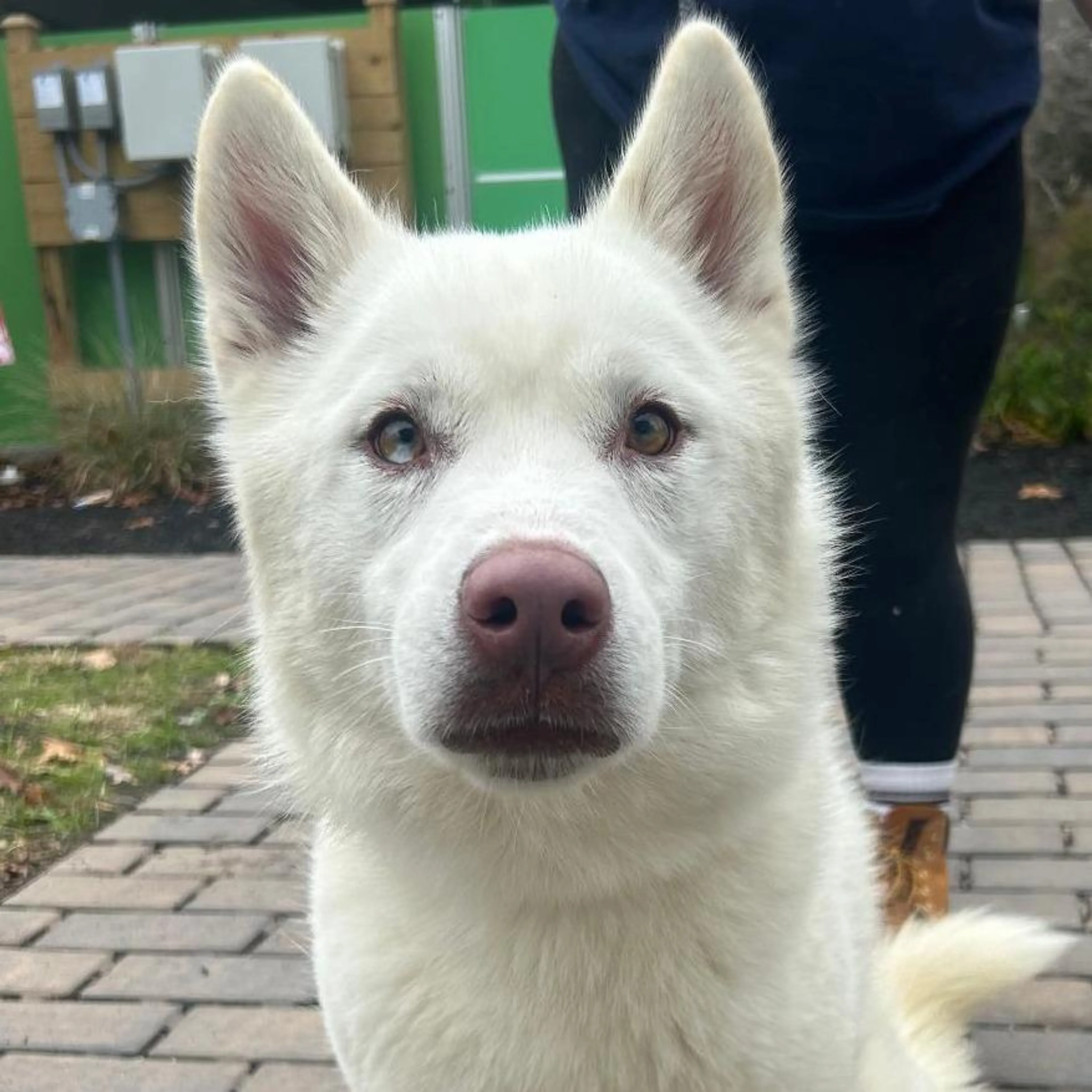 Found pet