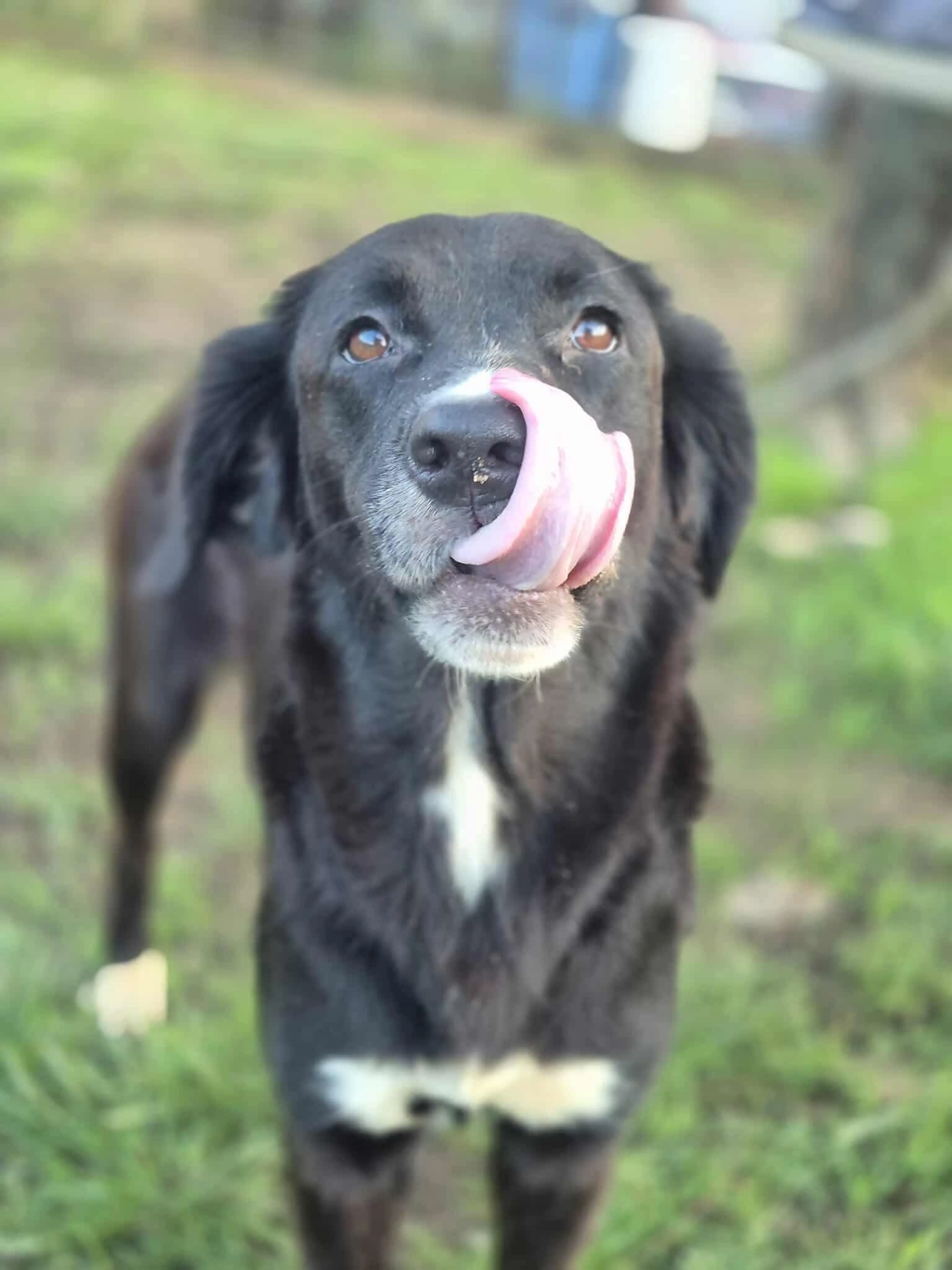 Found pet-1