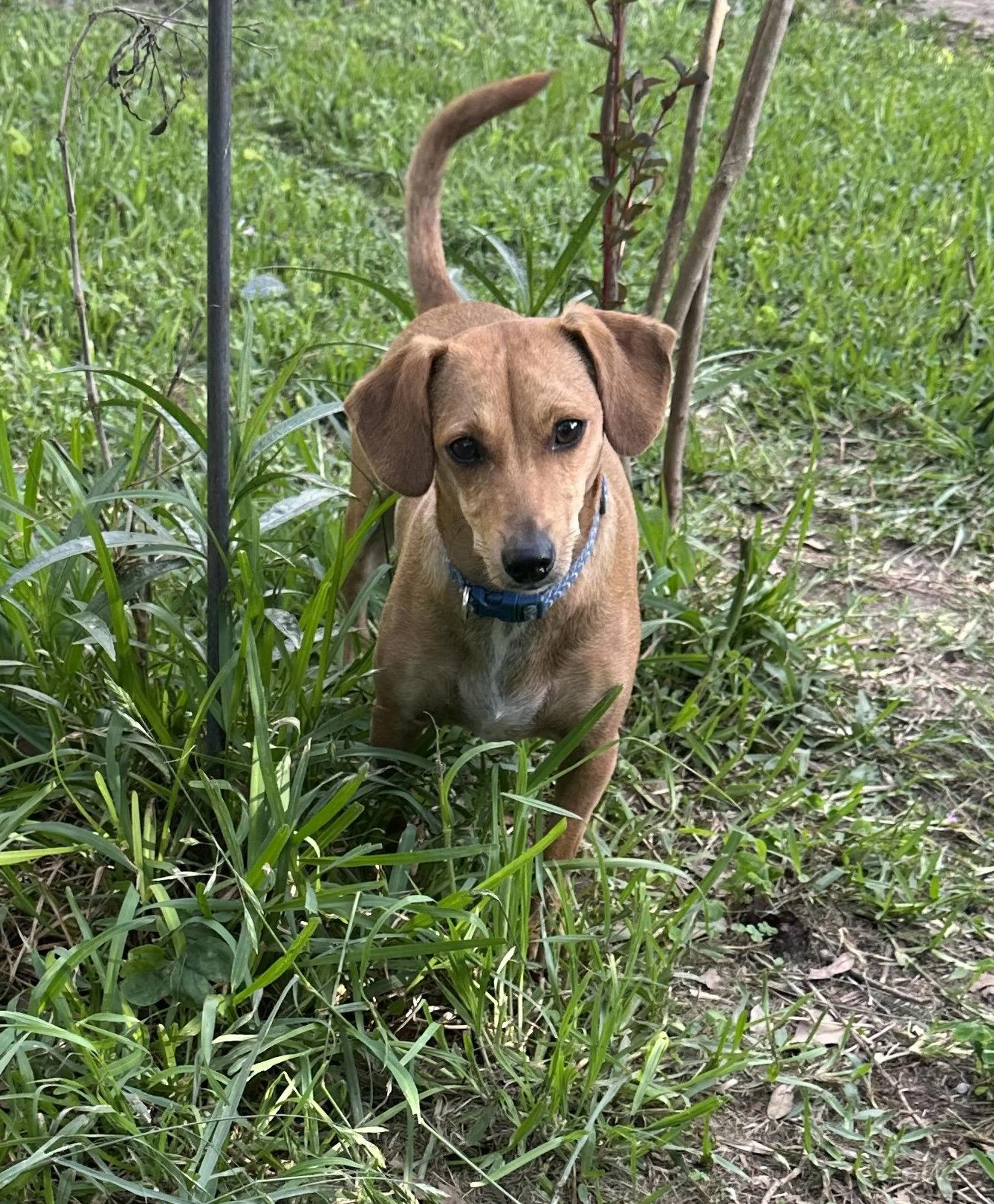 Found pet-1