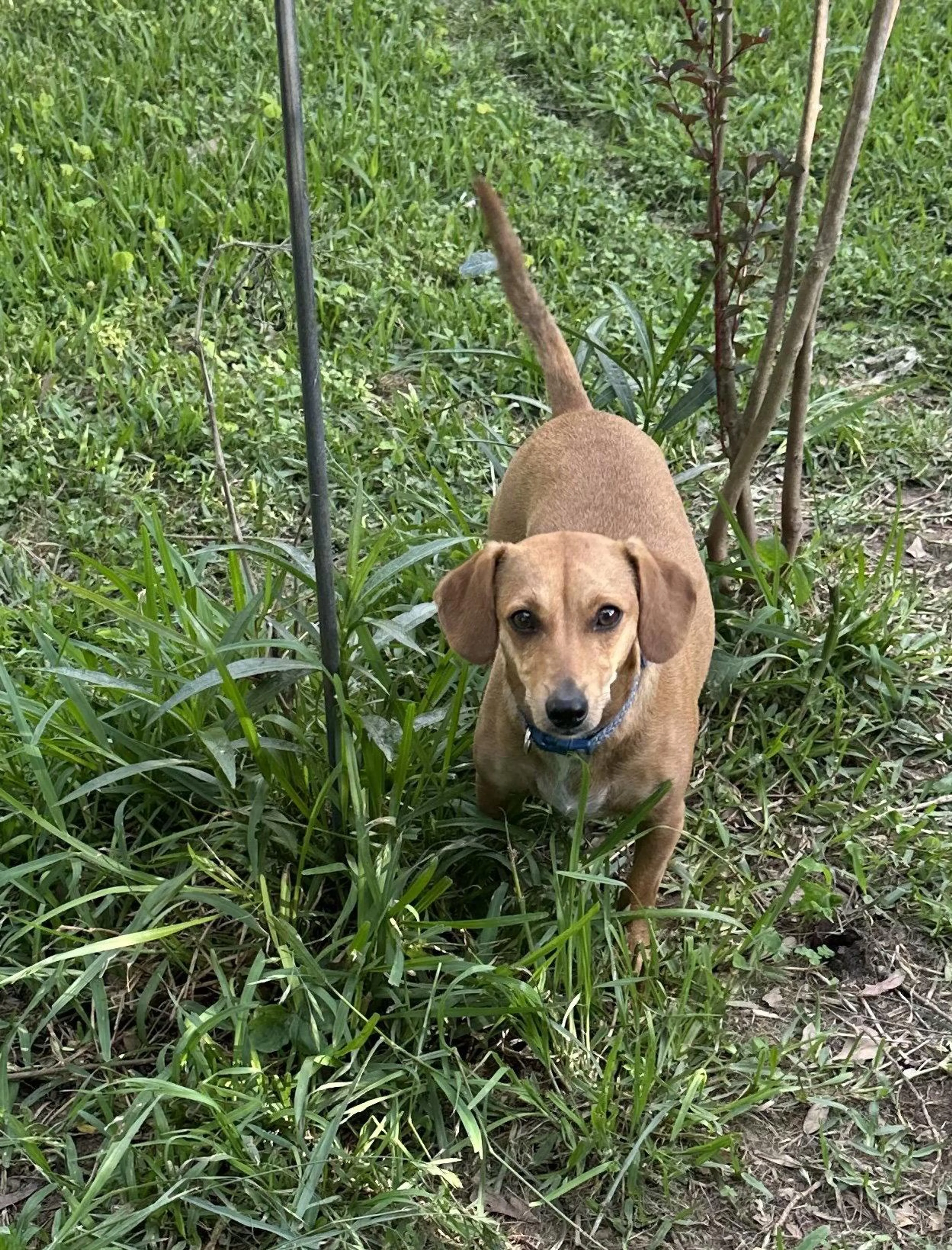 Found pet-2